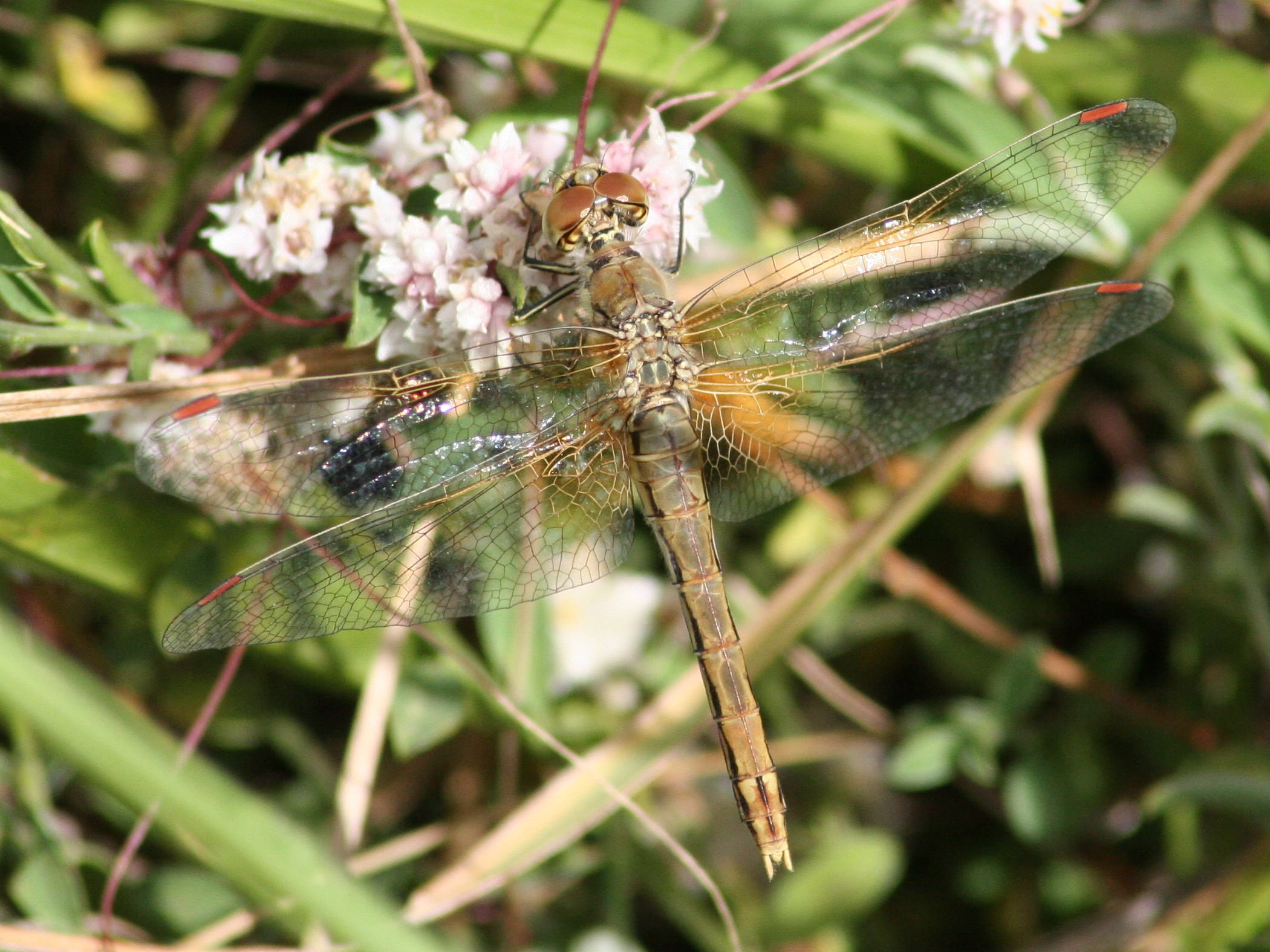 sympetrum_flaveolum3md