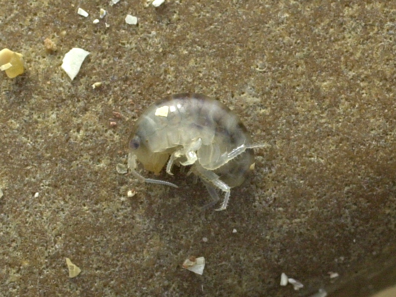 Afficher le média talitrus_saltator1md talitrus_saltator1md