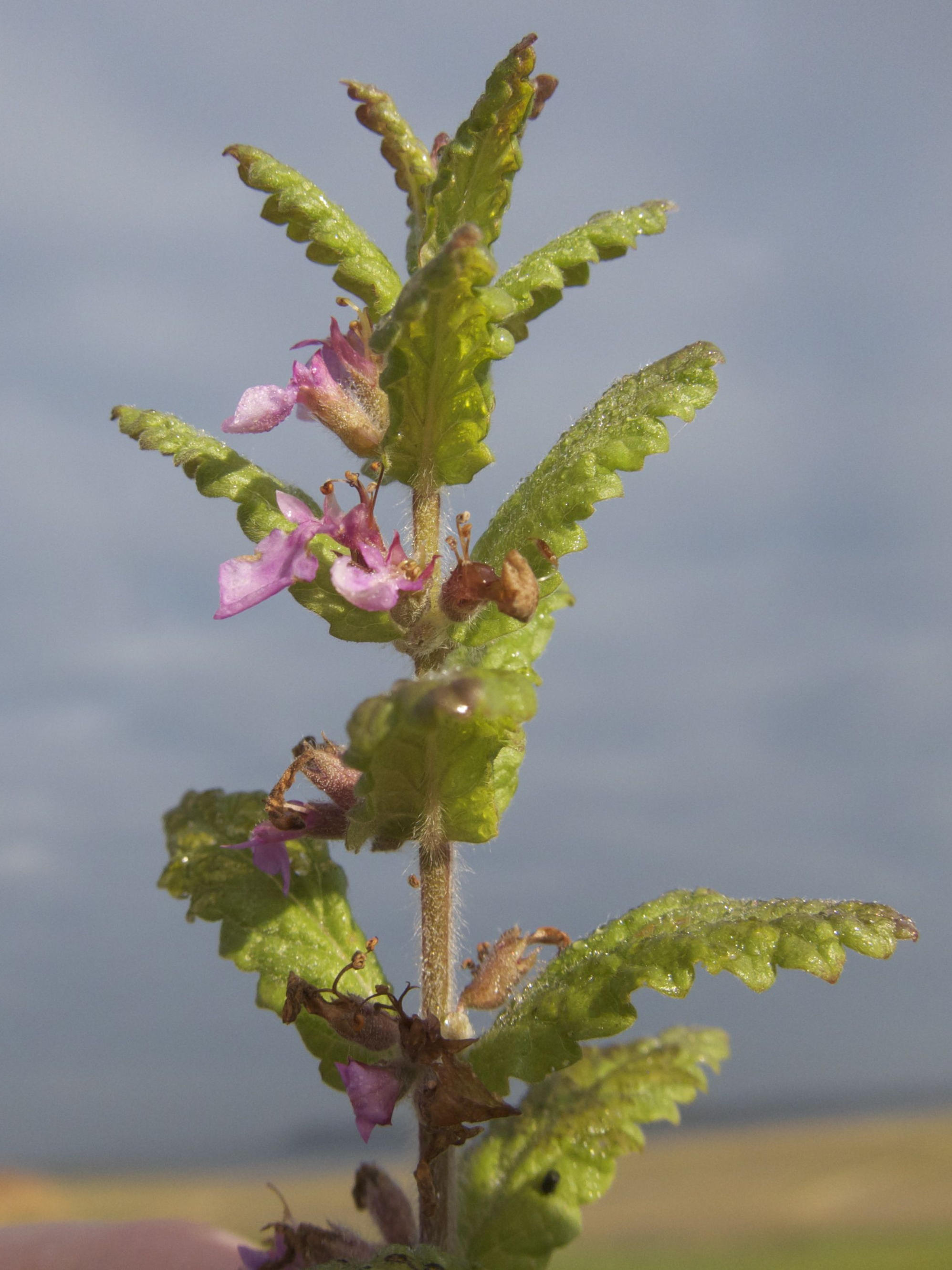 teucrium_scordium2md