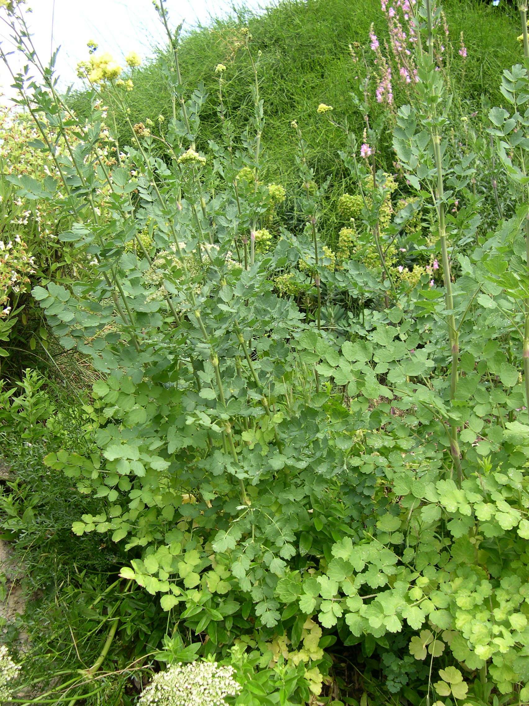 Afficher le média Thalictrum_flavum costae Thalictrum_flavum costae