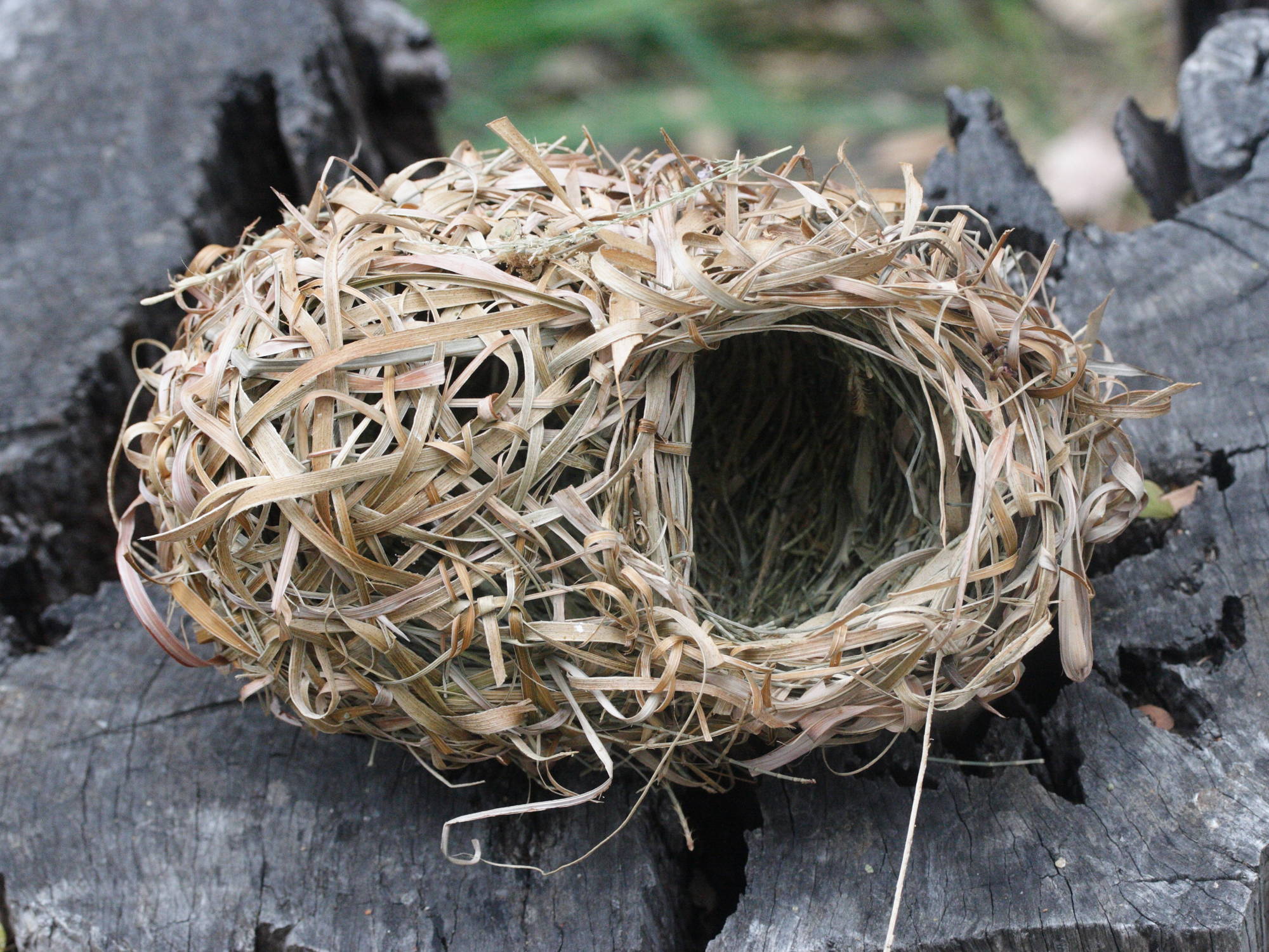 tisserin_gendarme_-_ploceus_cucullatus_spilonotus4md