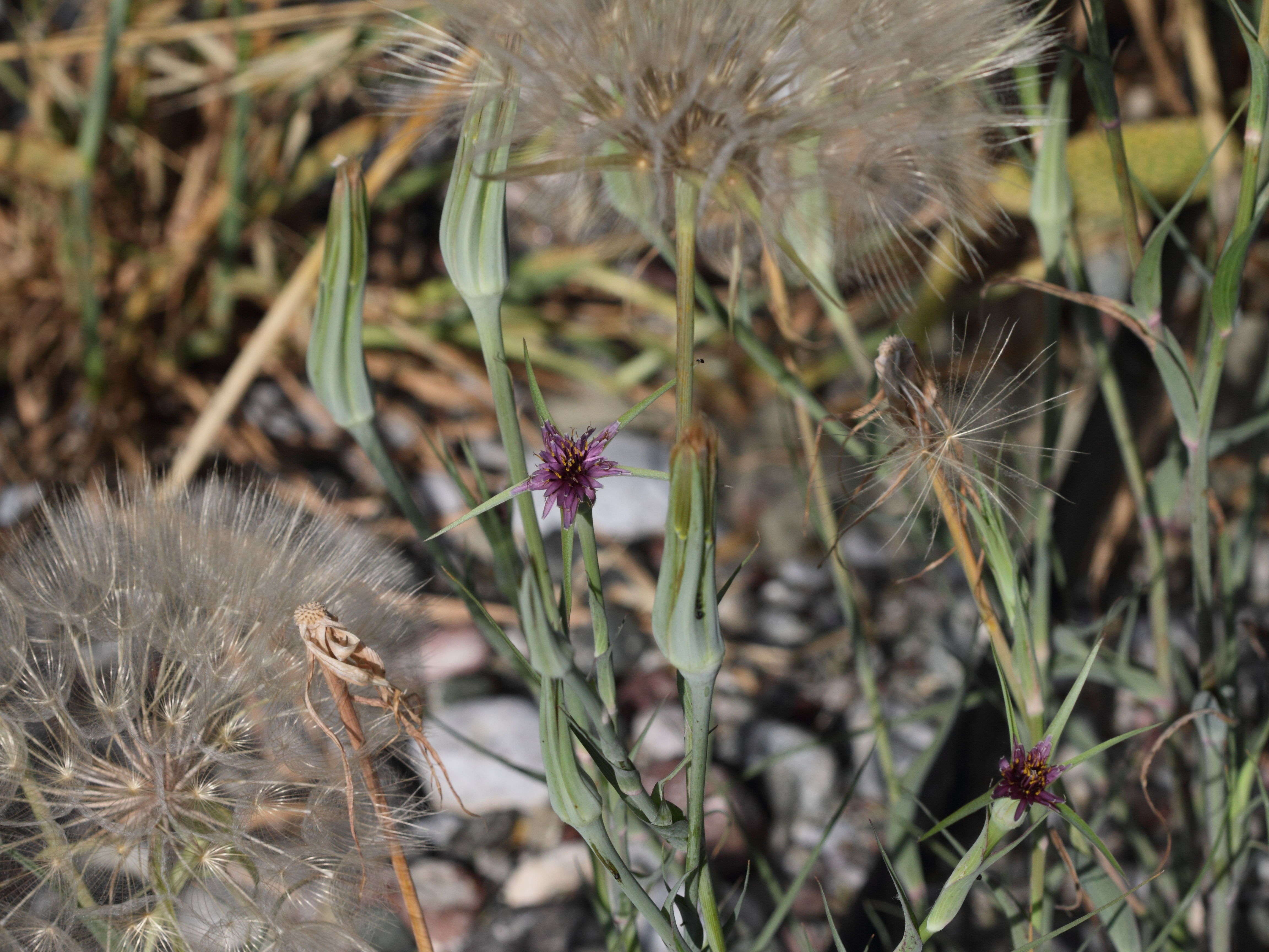 Afficher le média tragopogon_coelesyriacus1bd tragopogon_coelesyriacus1bd
