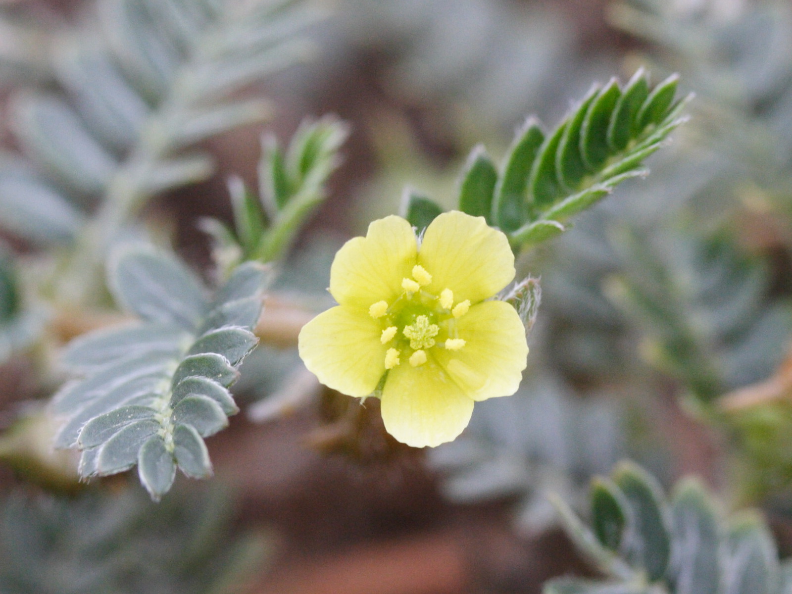 Afficher le média tribulus_terrestris3md tribulus_terrestris3md