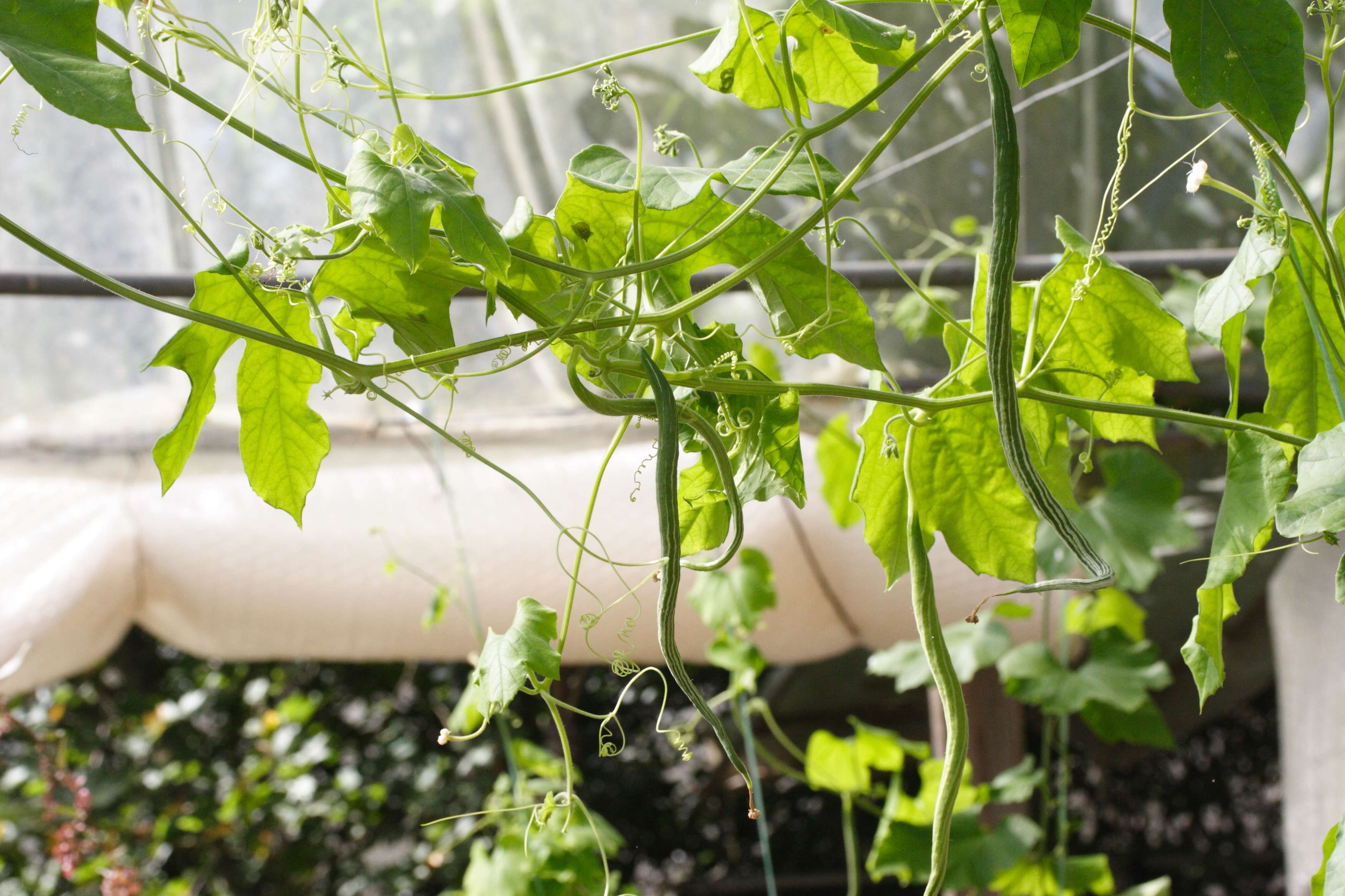 trichosanthes_cucumerina1md