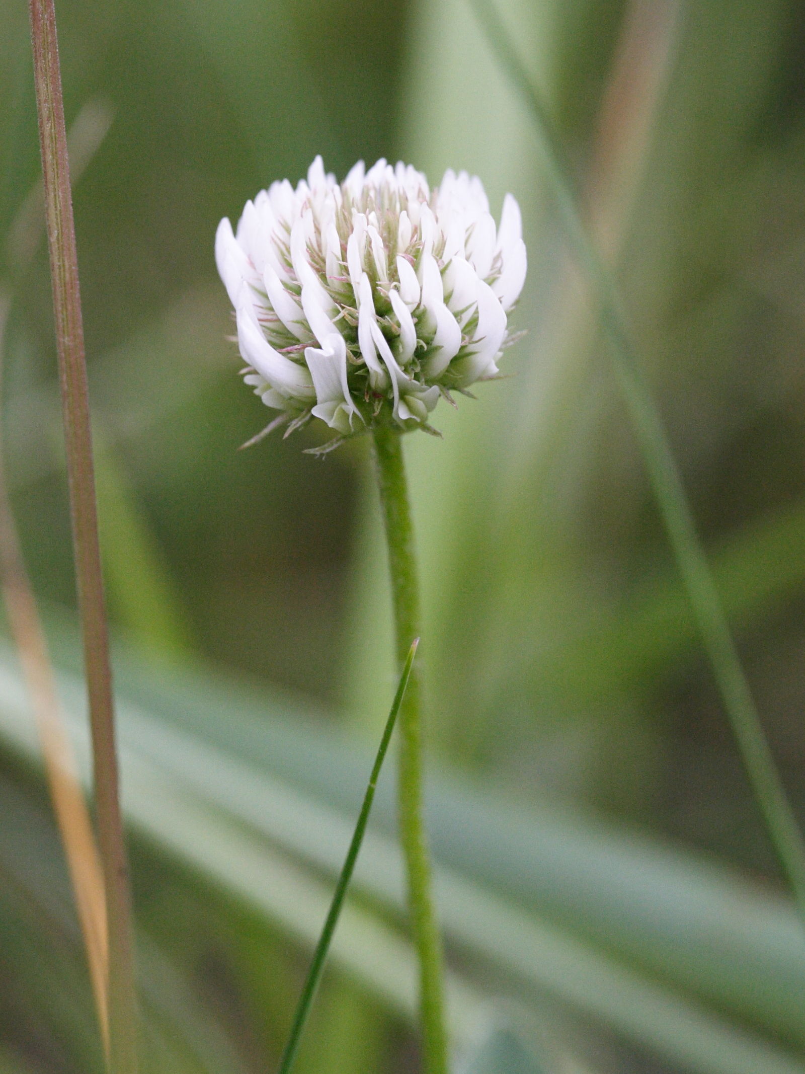 trifolium_montanum3md