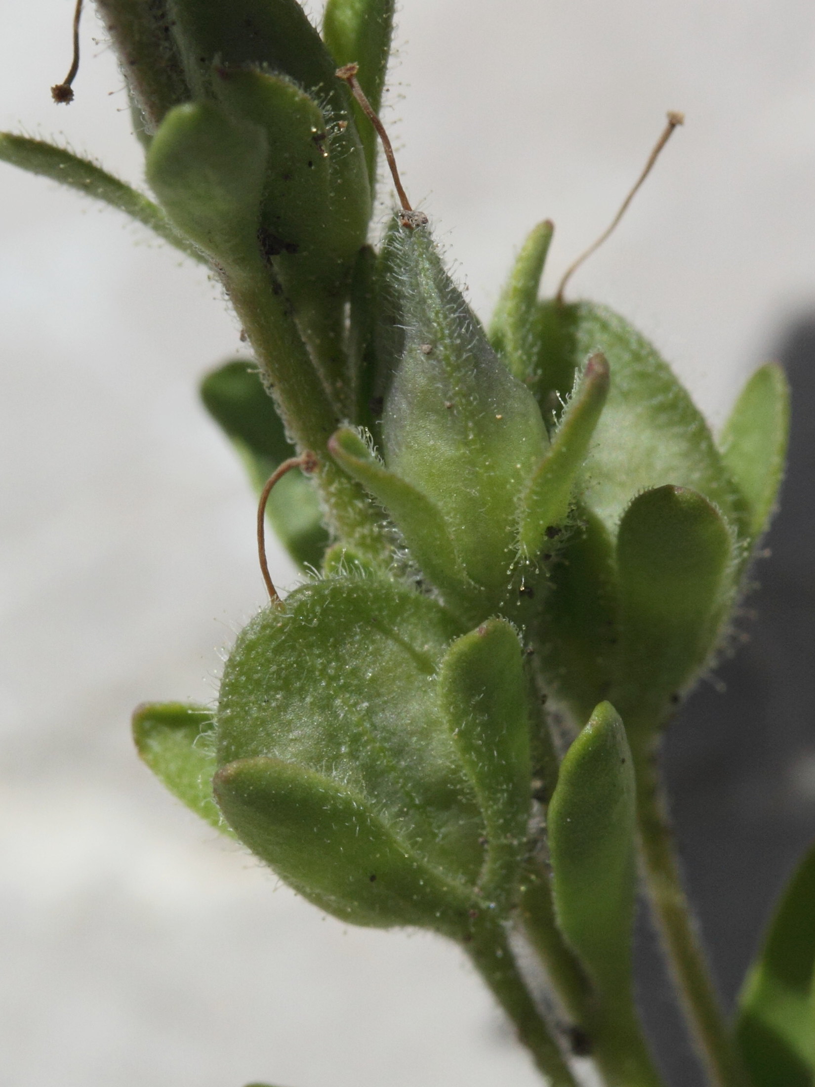 veronica_fruticulosa3md