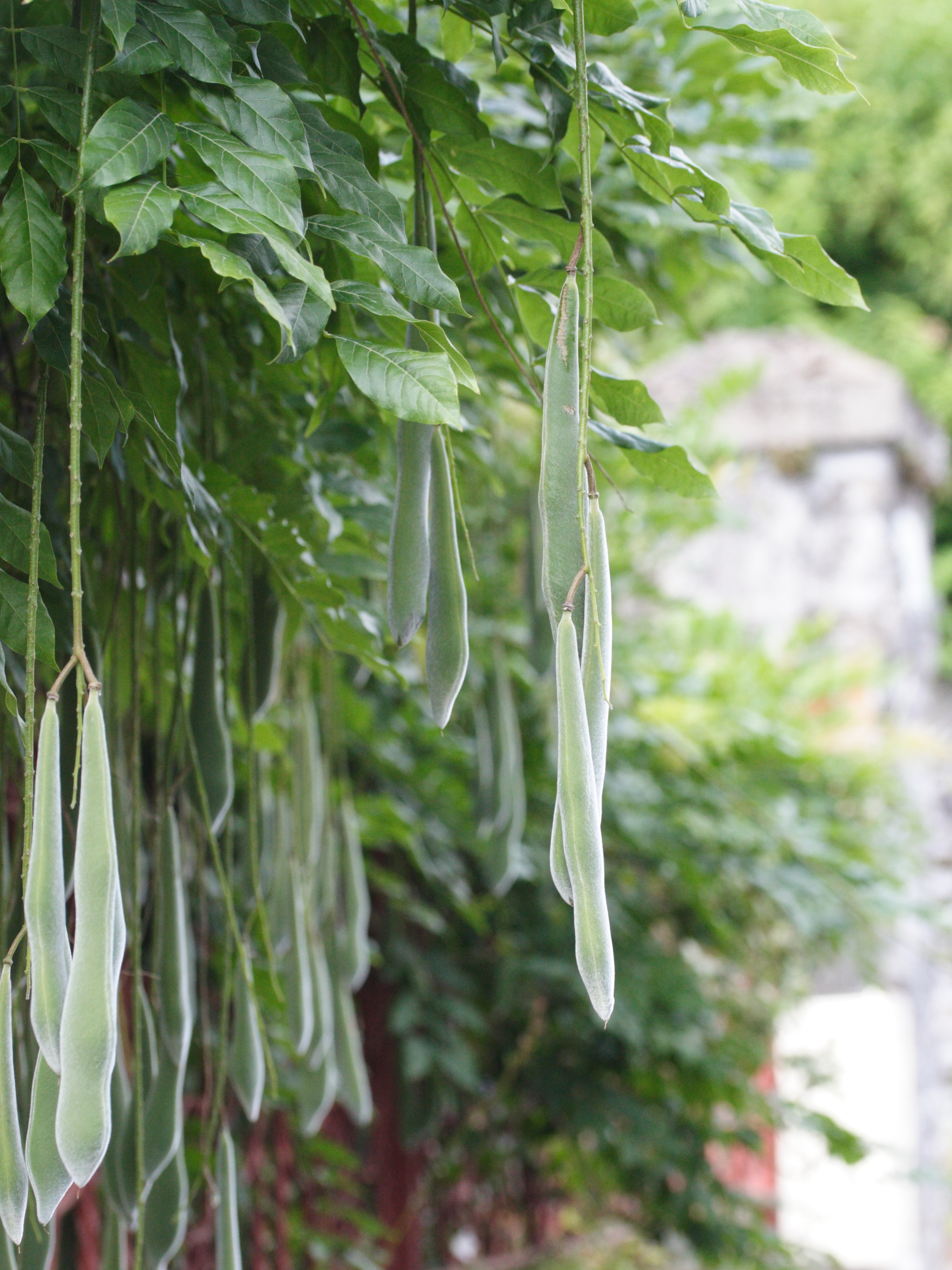 wisteria_sinensis3md