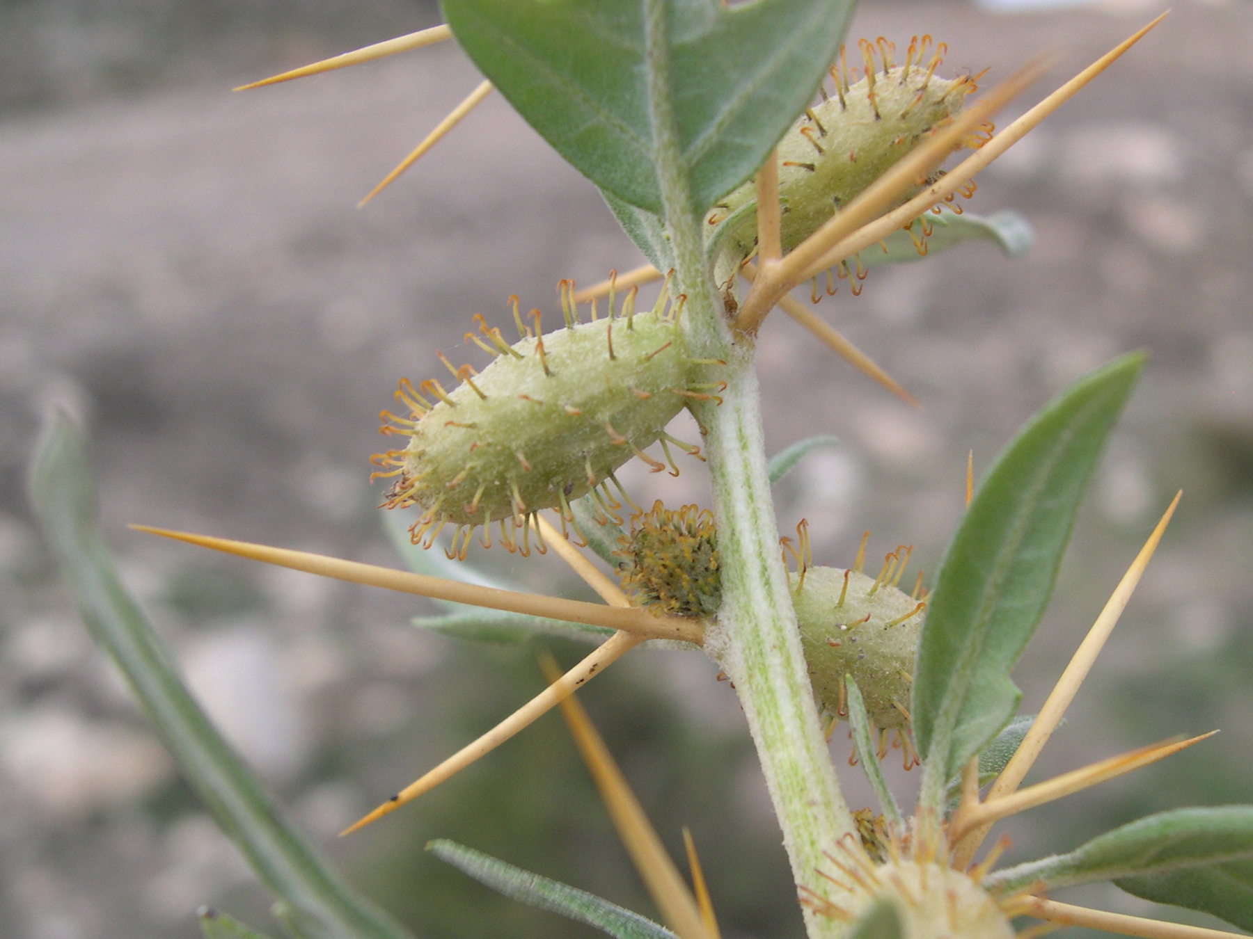 xanthium_spinosum3md