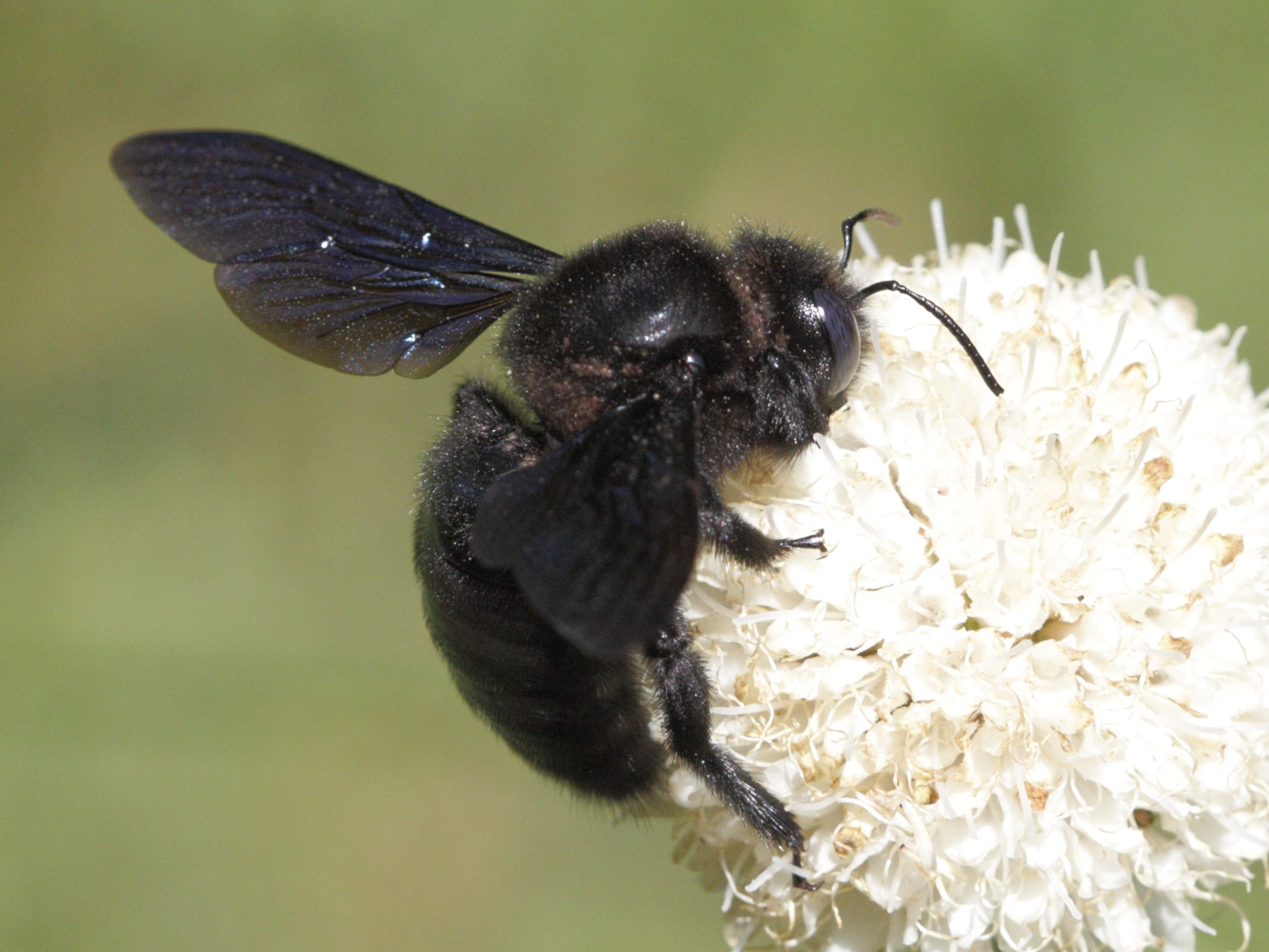 xylocopa_violacea3bd