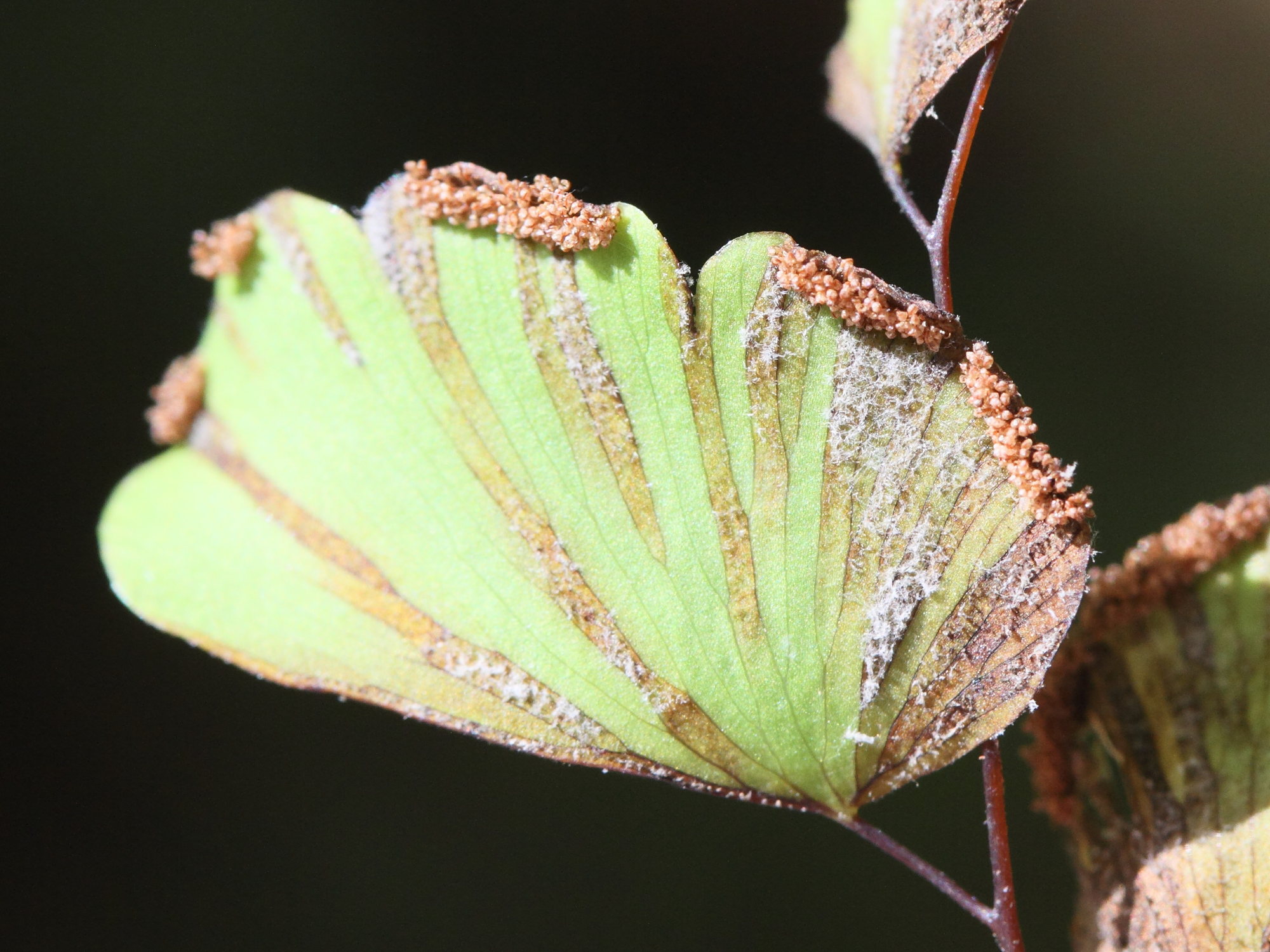 adiantum_lunulatum3md