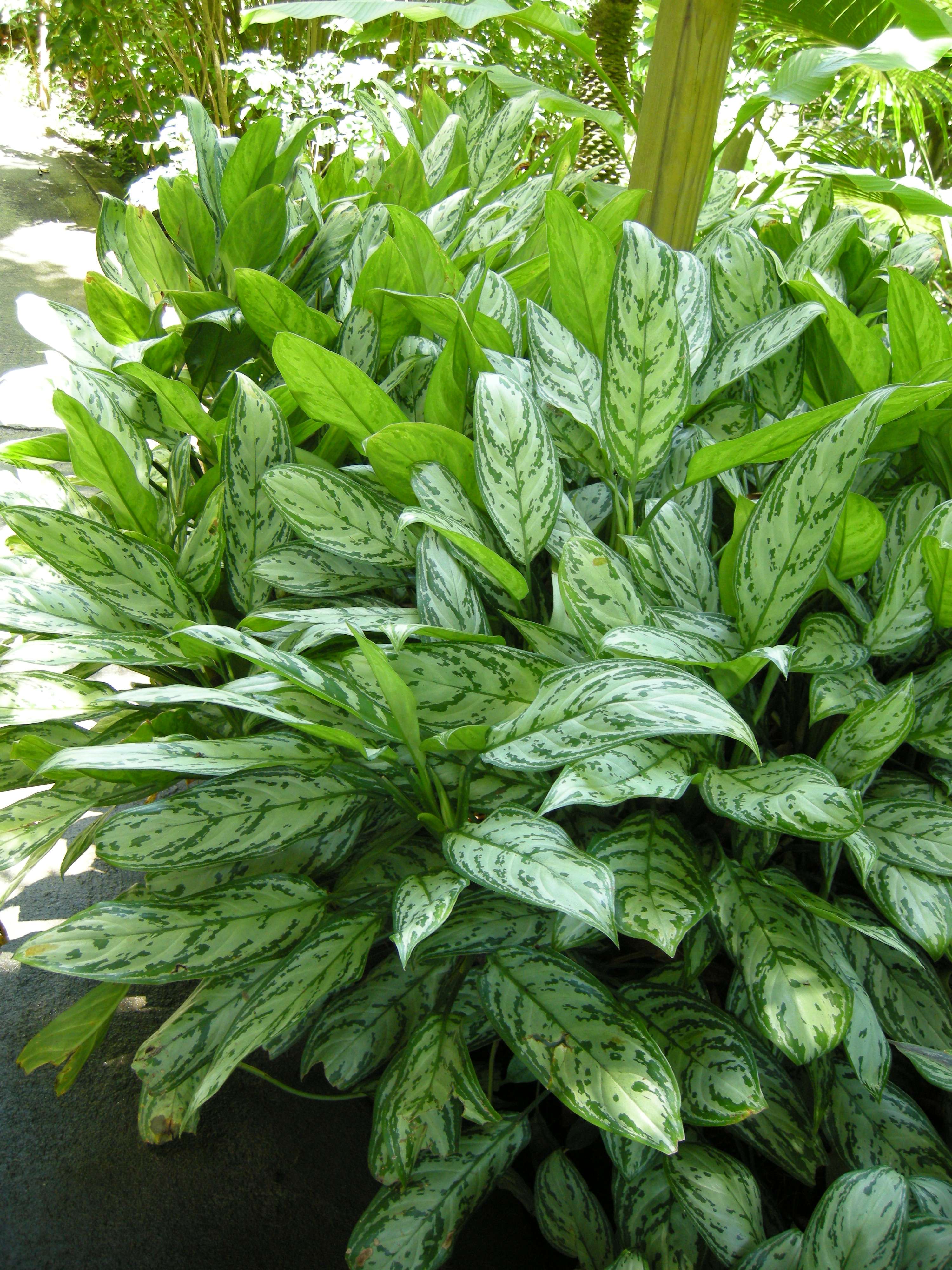 aglaonema_commutatum1md