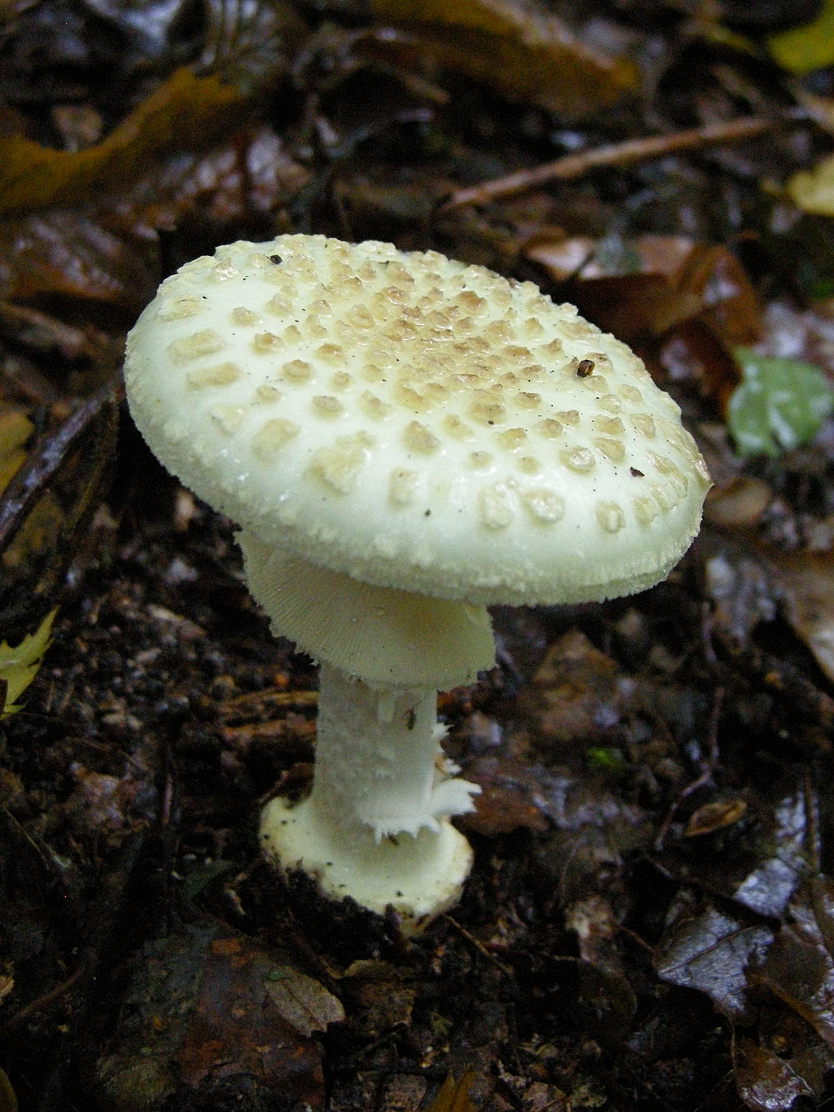 amanita_citrina4md