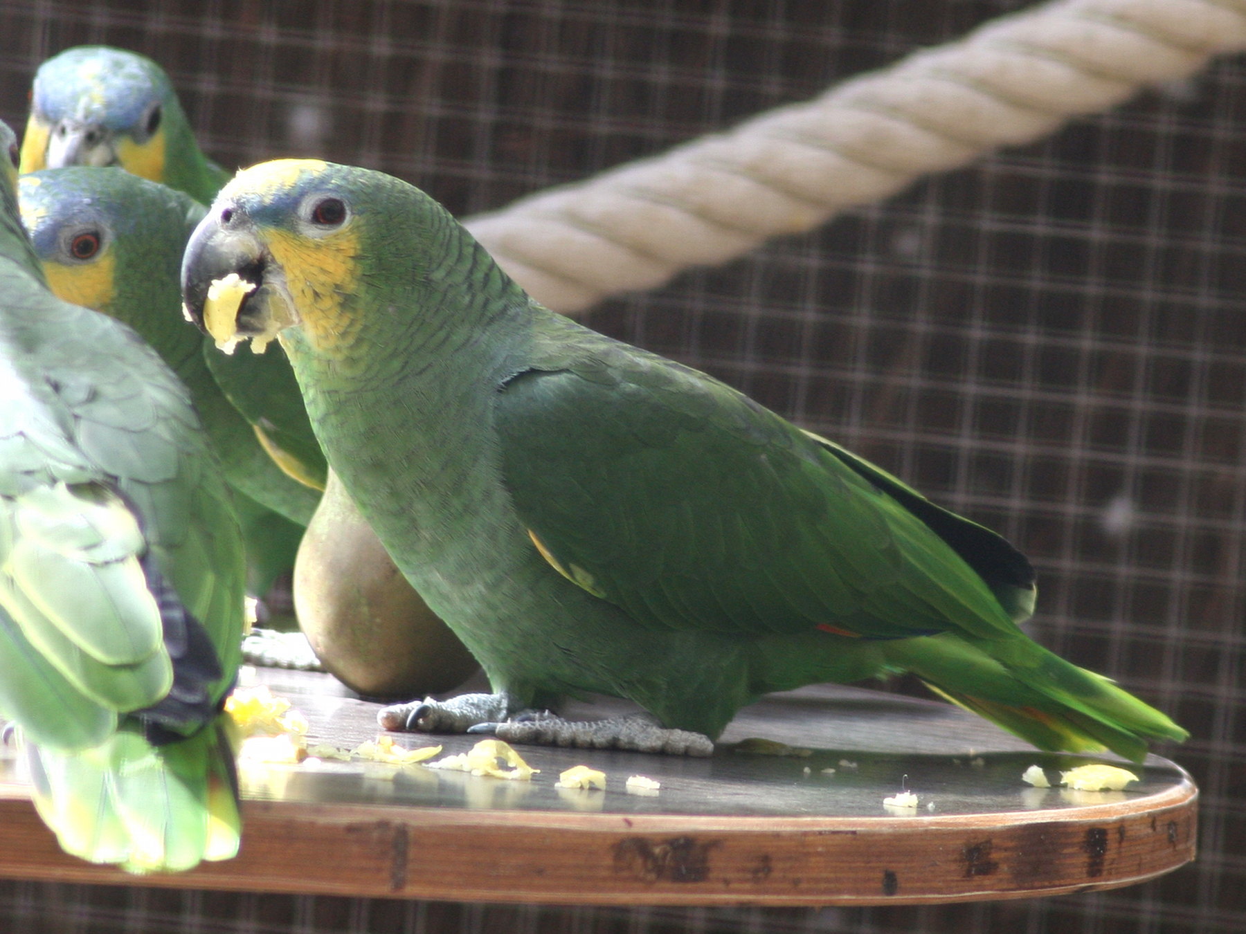amazone_aourou_-_amazona_amazonica2bd