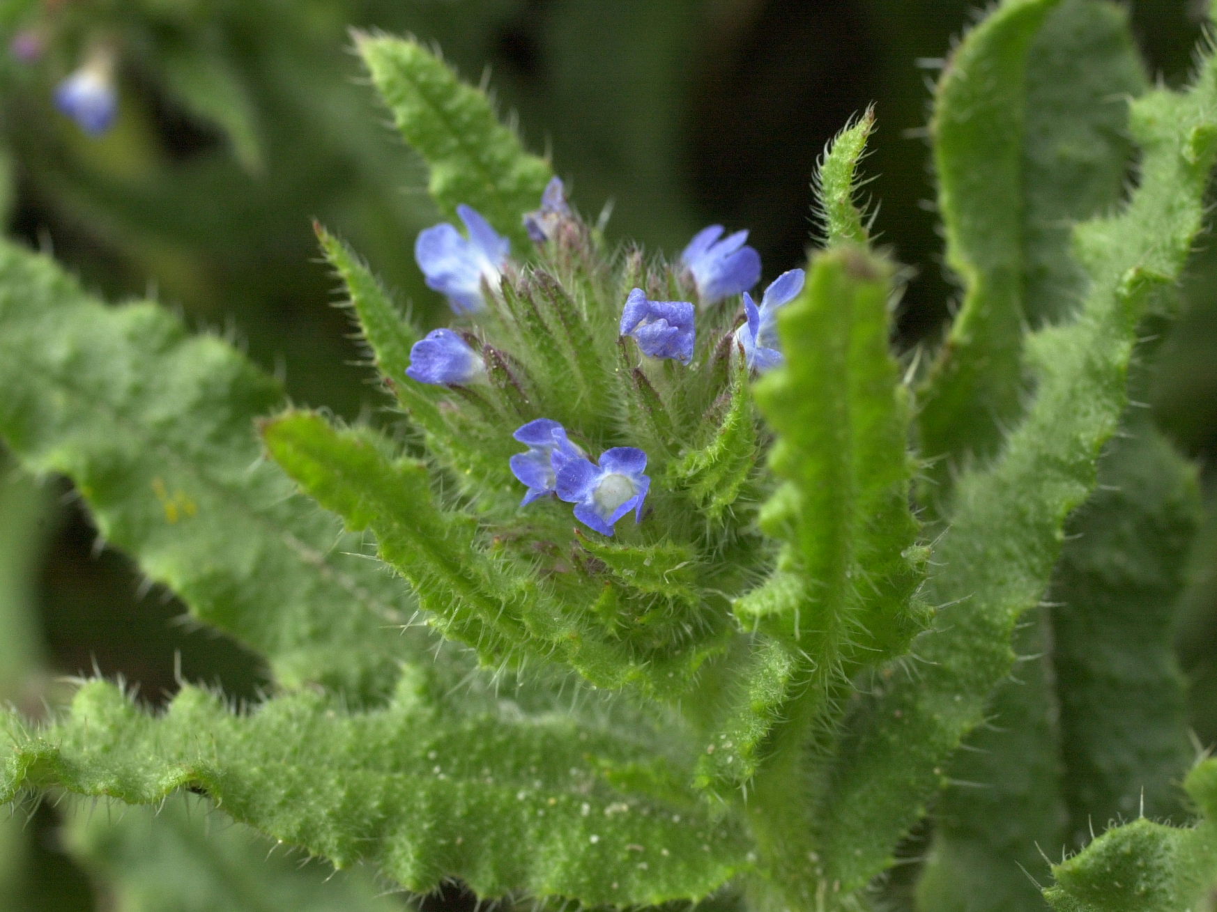 Afficher le média Anchusa_arvensis Anchusa_arvensis