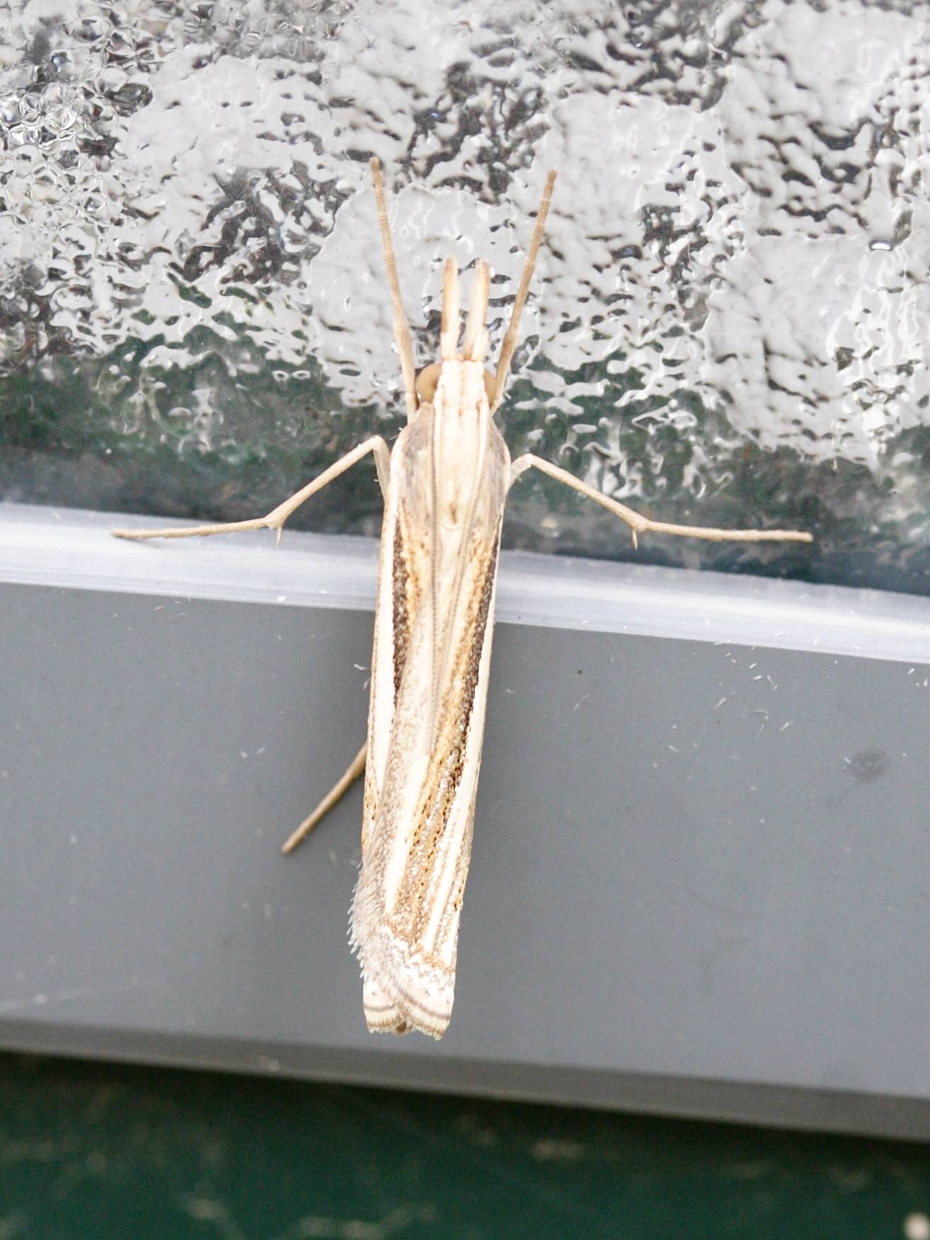 ancylolomia_tentaculella2md