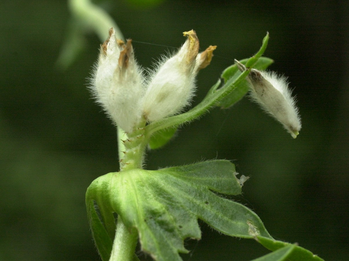 anthyllis_vulneraria3md