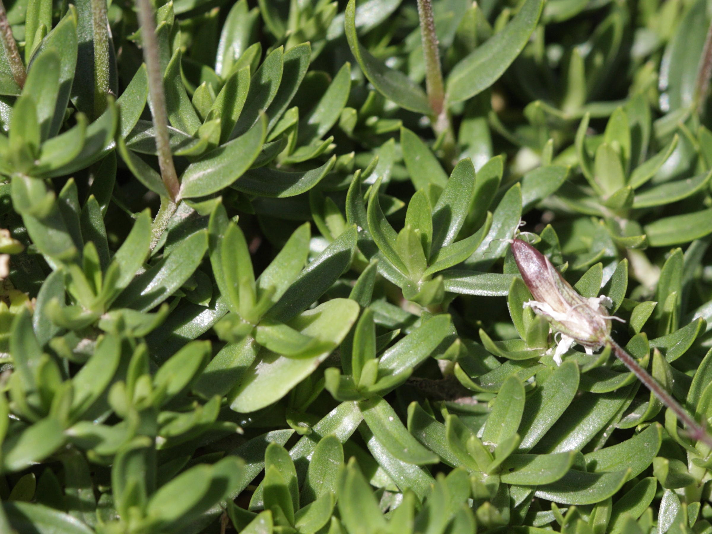 arenaria_purpurascens3bd