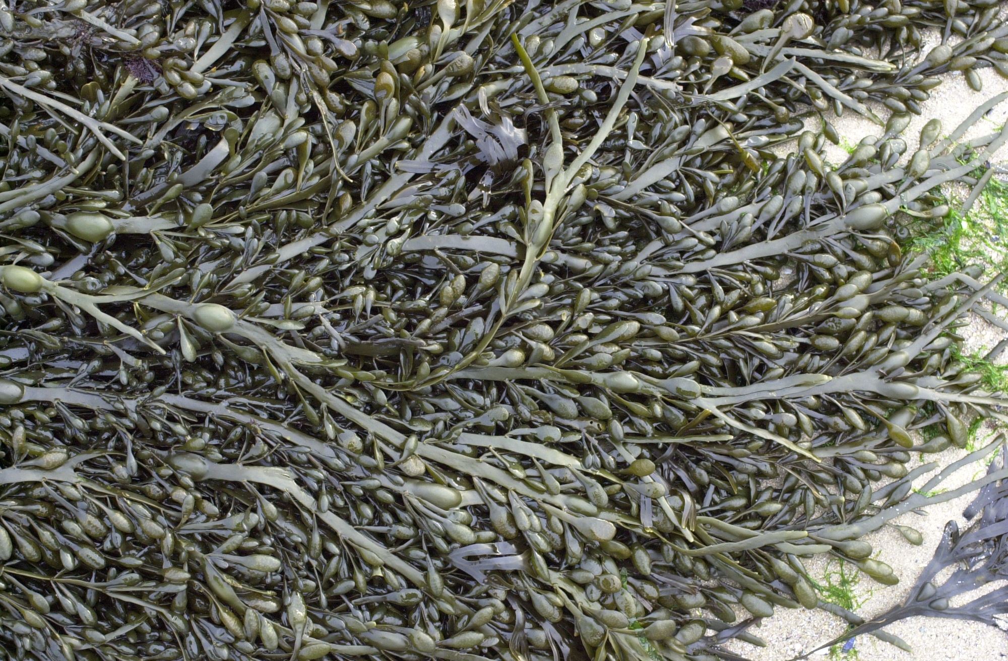 Afficher le média ascophyllum_nodosum1md ascophyllum_nodosum1md