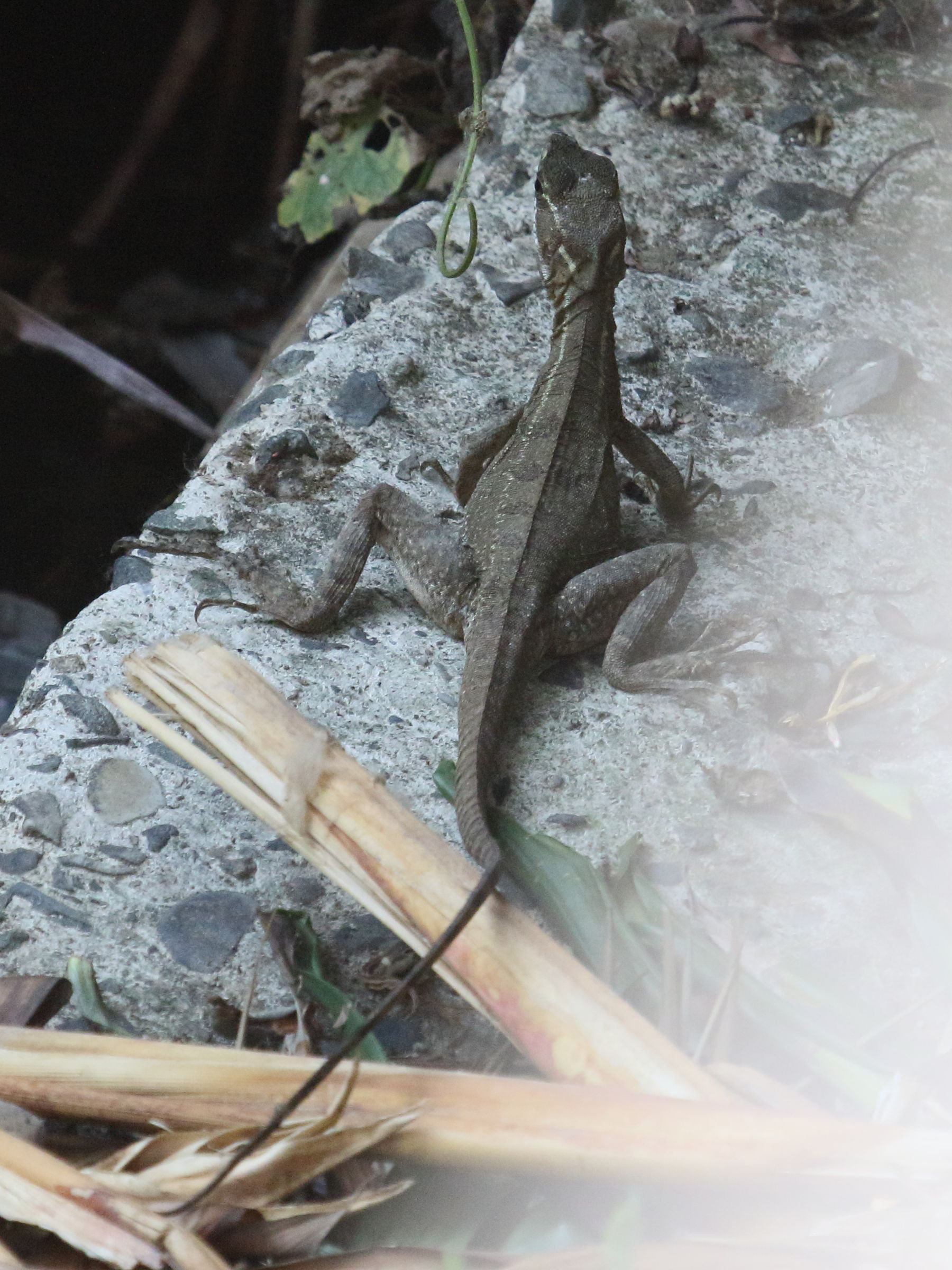 basiliscus_basiliscus5bd