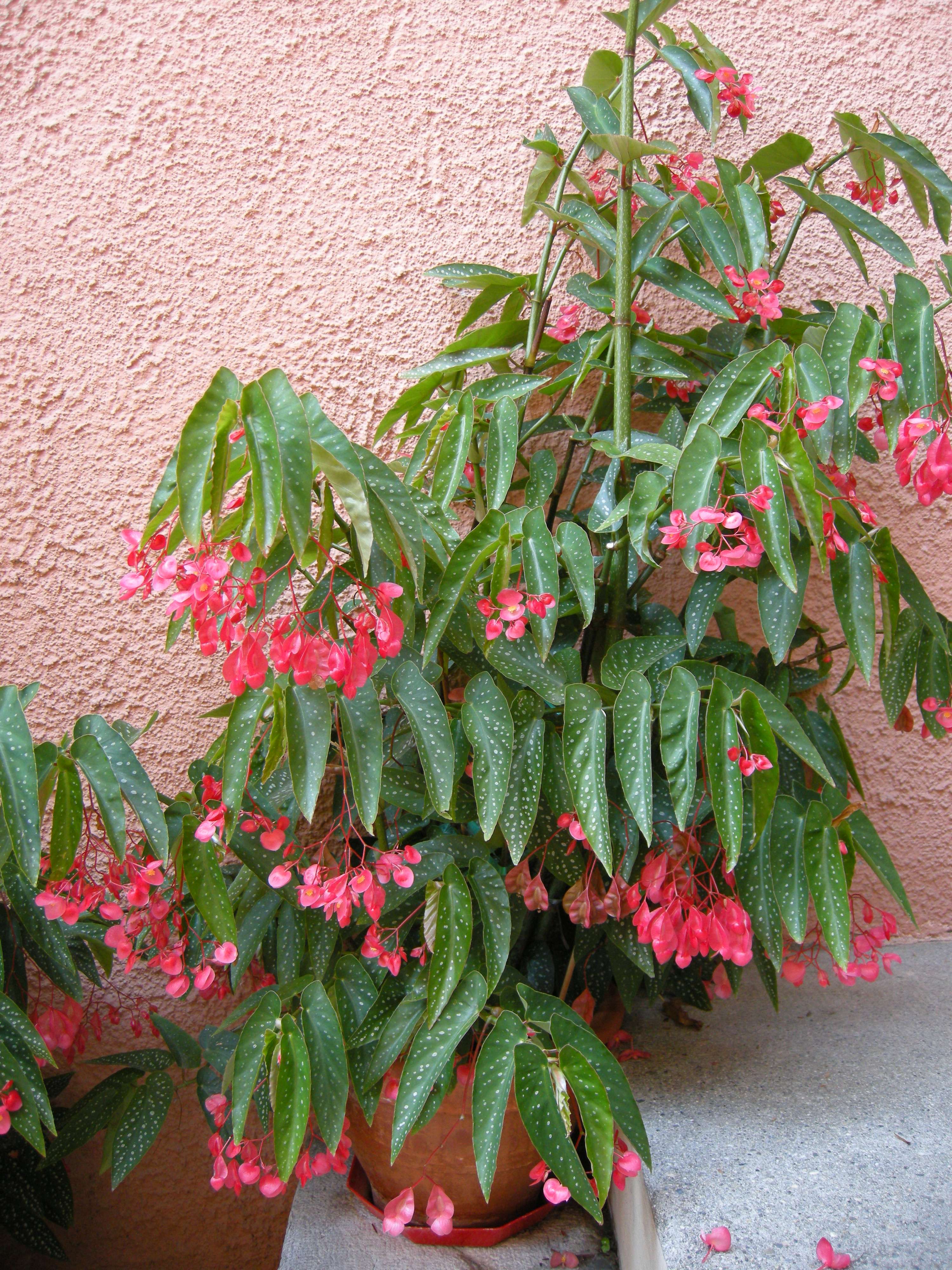 Afficher le média begonia_maculata3md begonia_maculata3md