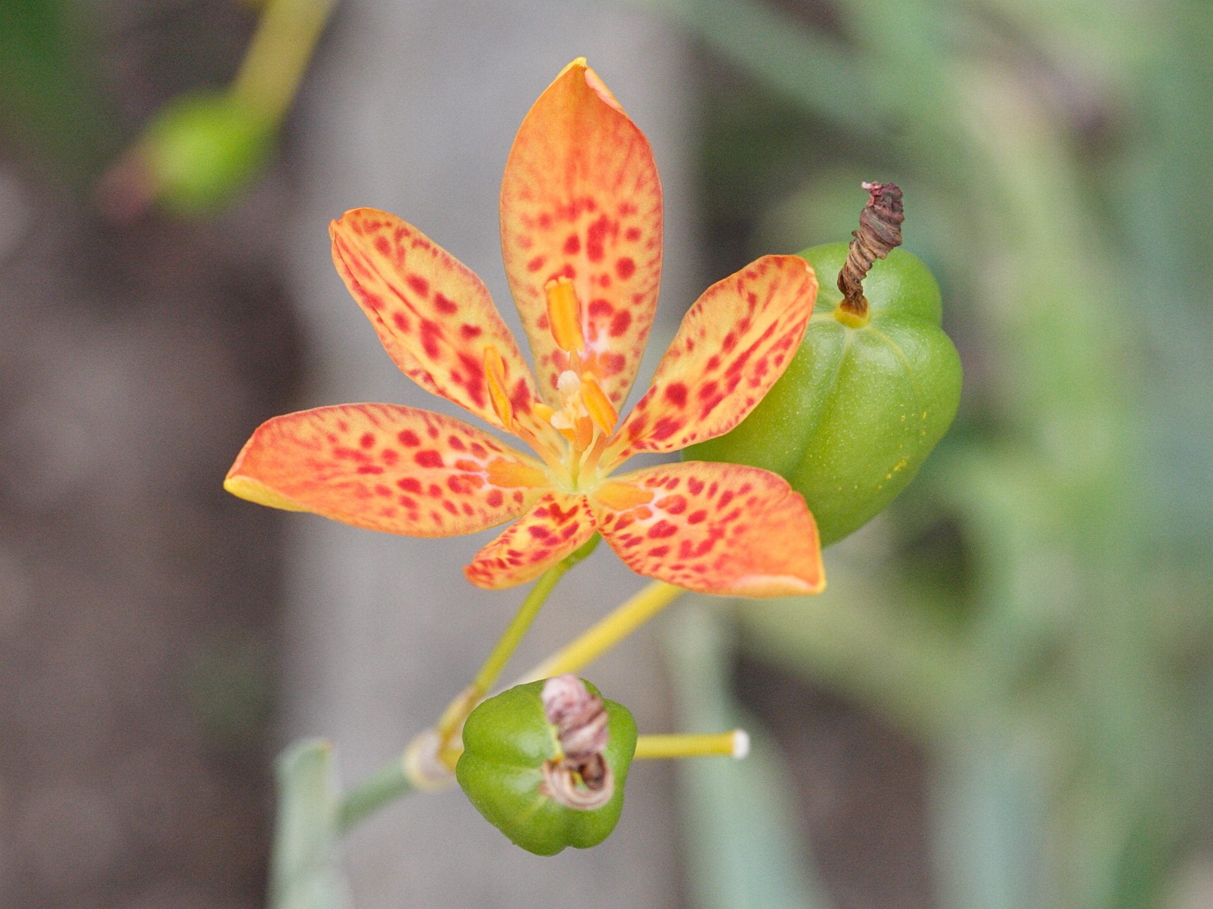 belamcanda_chinensis1md