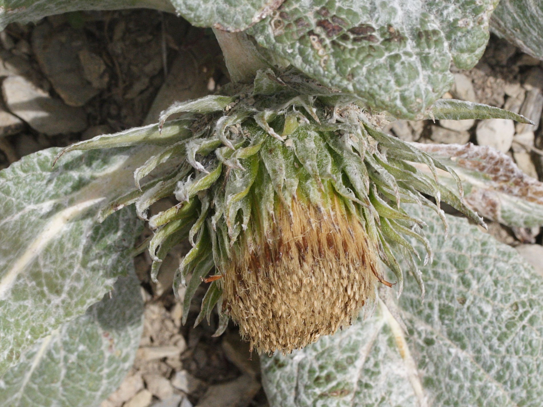 Afficher le média berardia_subacaulis5md berardia_subacaulis5md