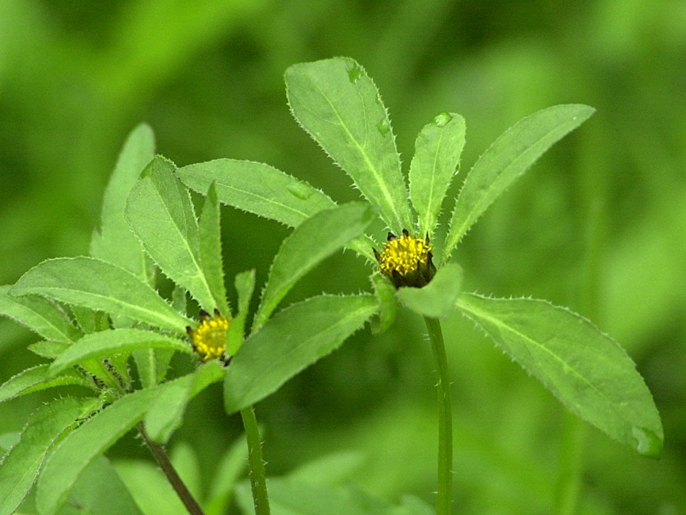 bidens_tripartita2md