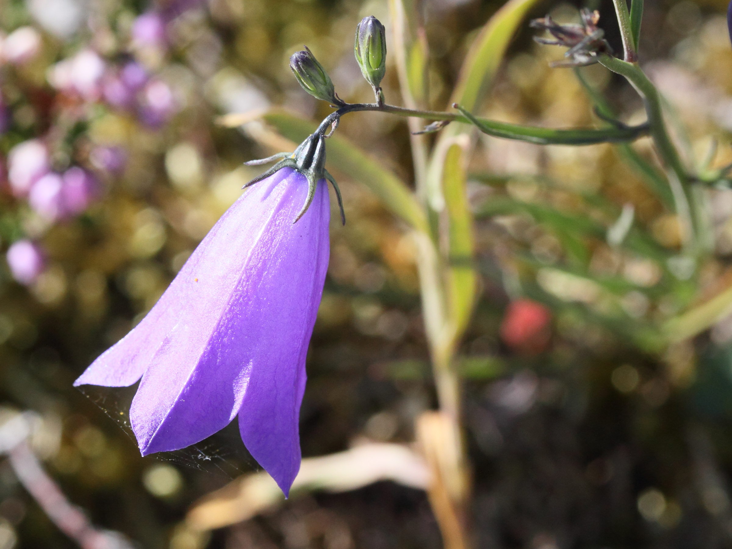 Afficher le média campanula_persicifolia5md campanula_persicifolia5md
