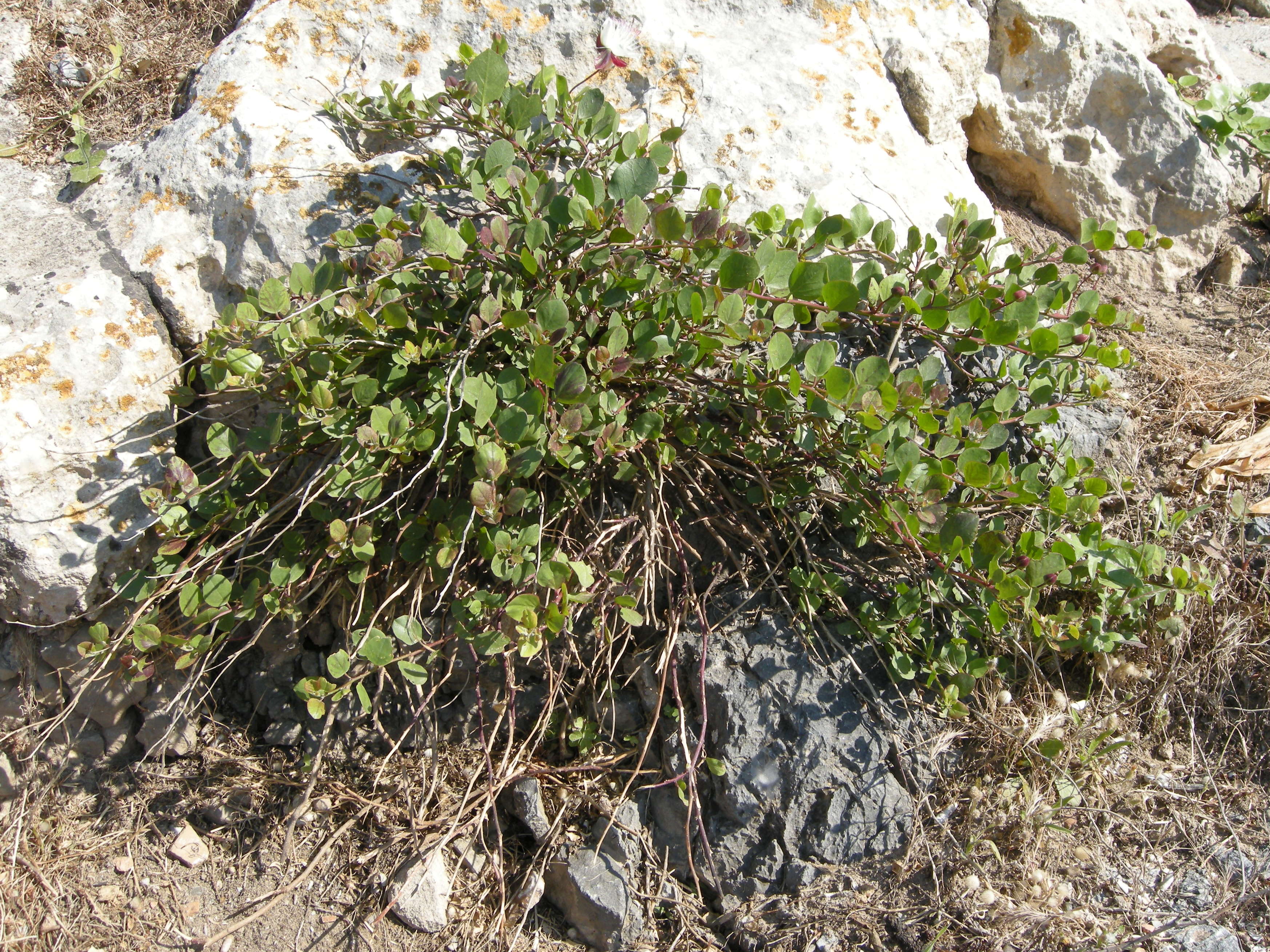 capparis_spinosa4md