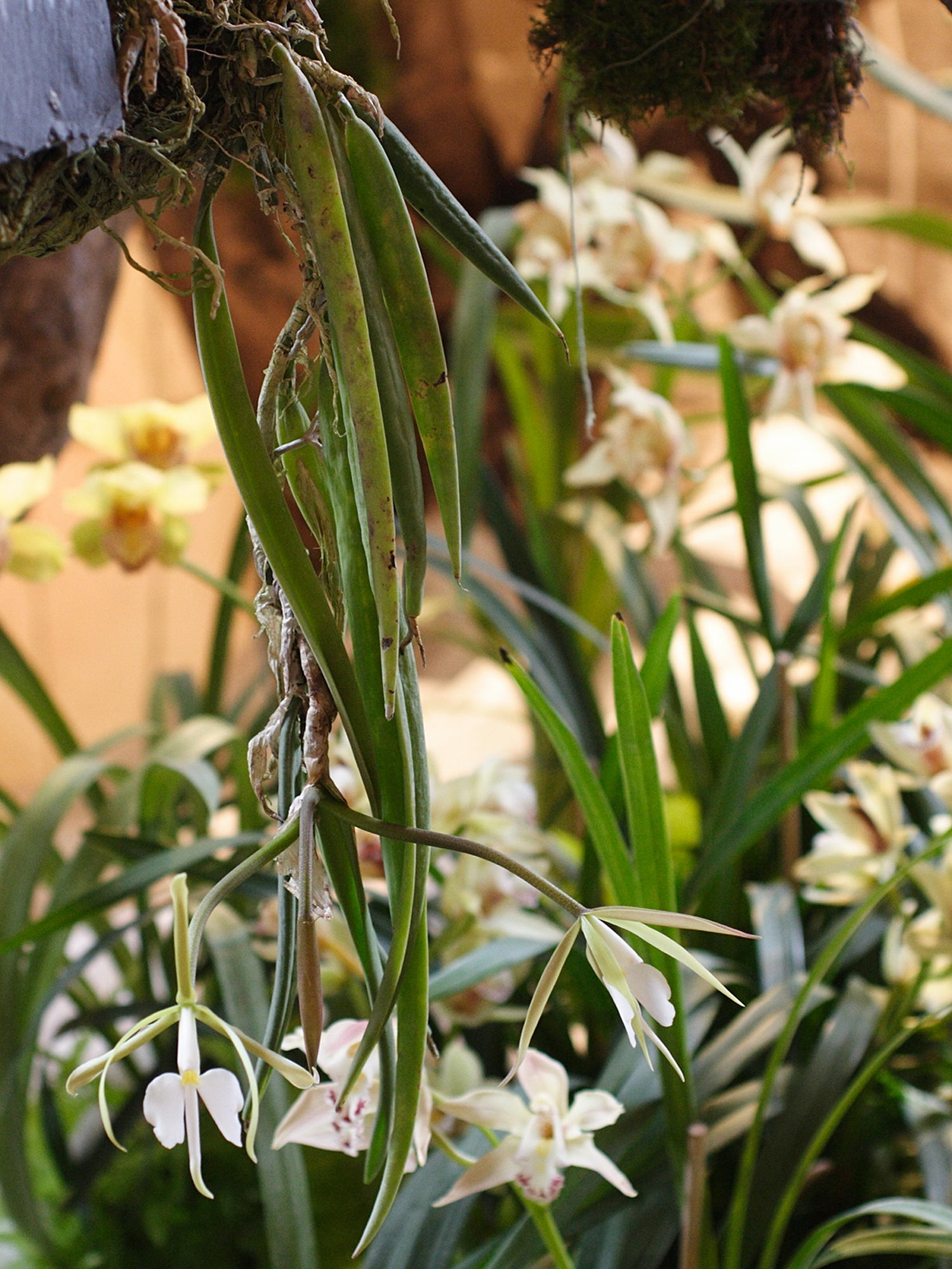 coilostylis_falcata1md