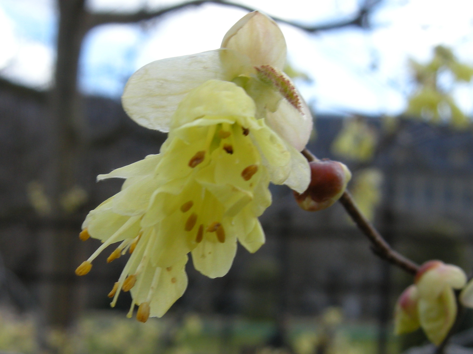 Afficher le média corylopsis_pauciflora2md corylopsis_pauciflora2md