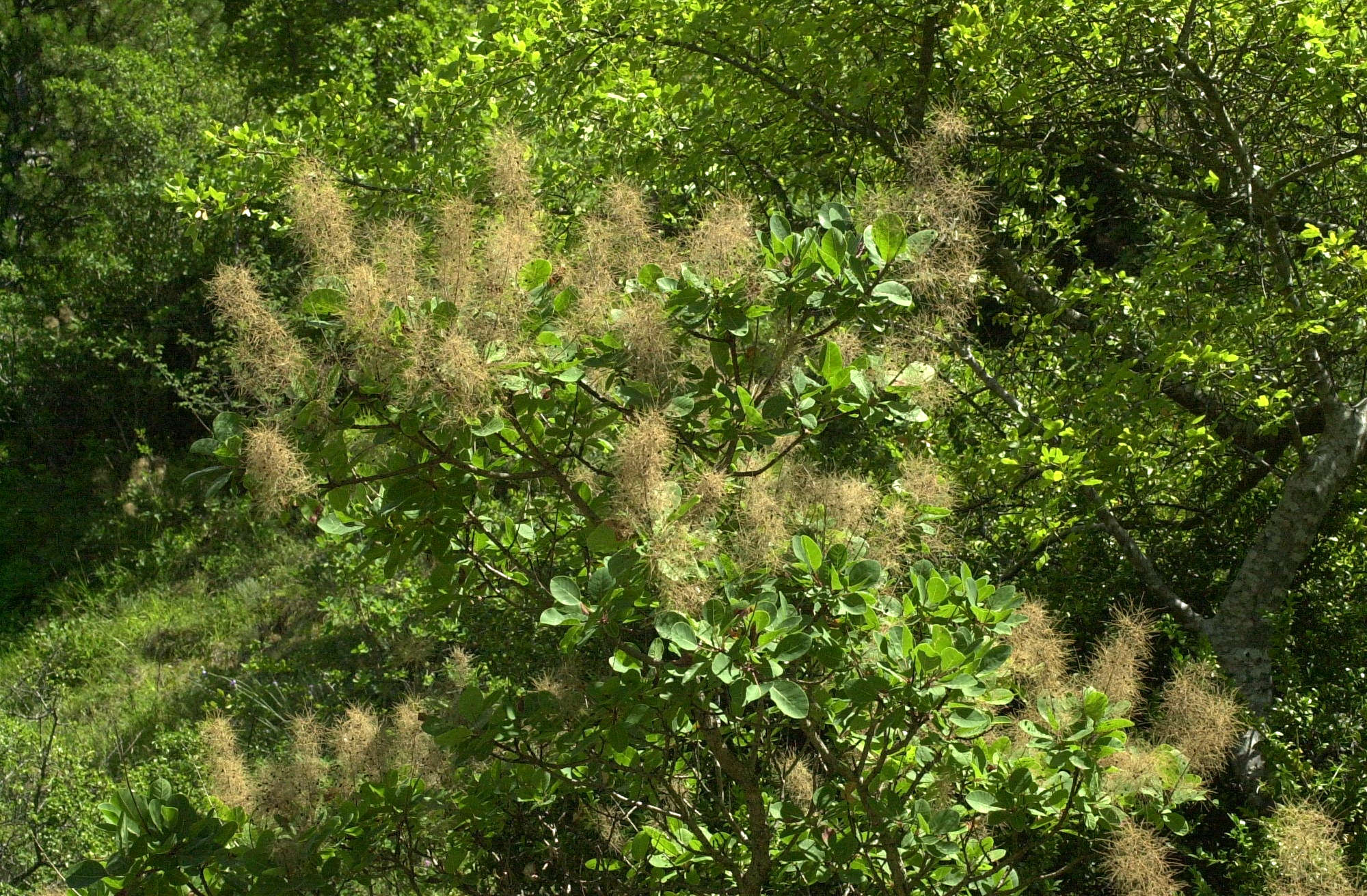 Afficher le média Cotinus_coggygria Cotinus_coggygria