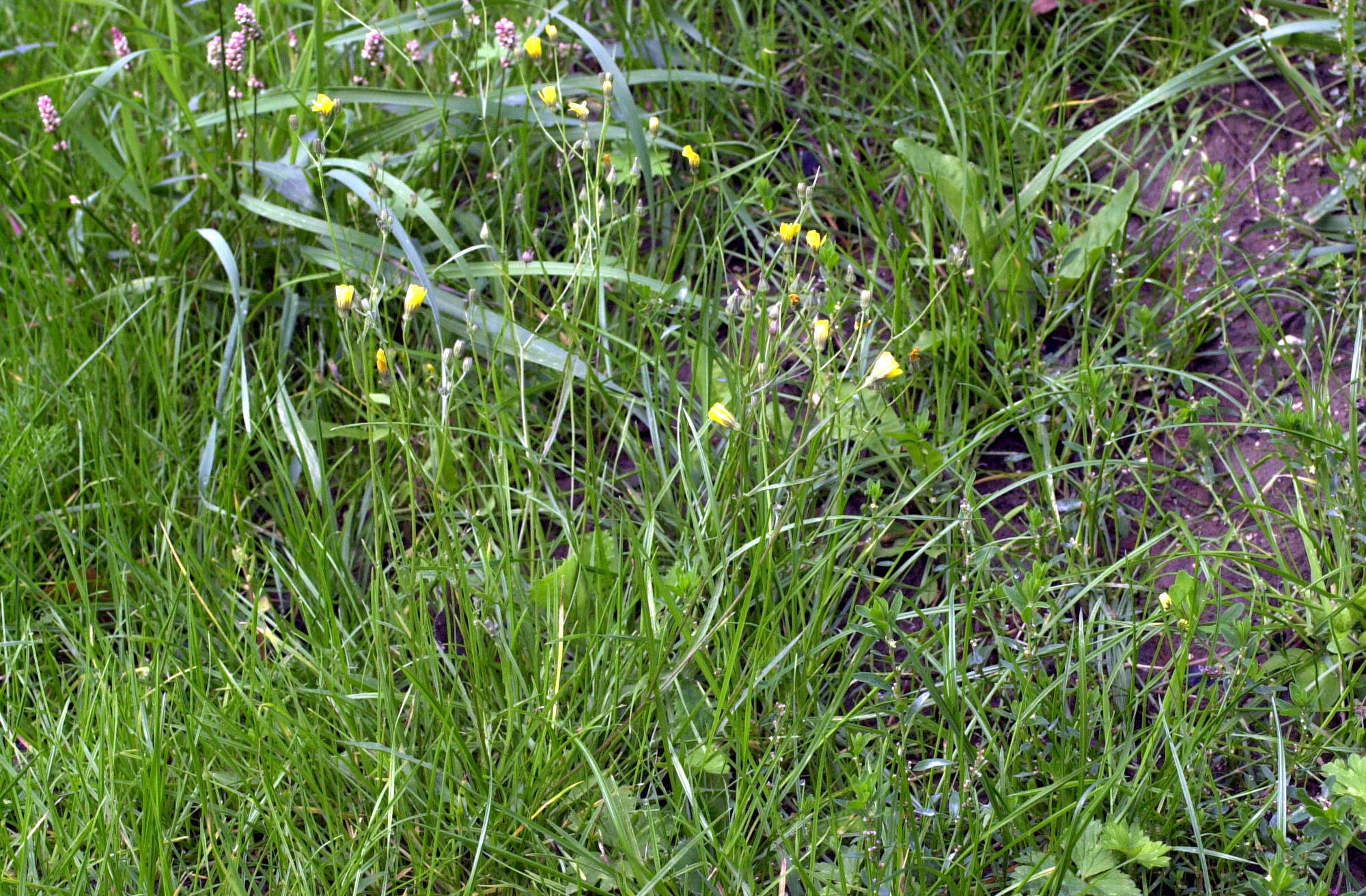 Afficher le média crepis_capillaris1md crepis_capillaris1md