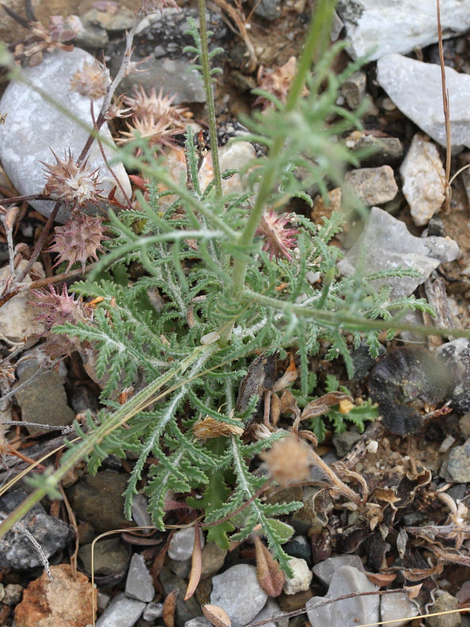 Afficher le média crupina_crupinastrum2md crupina_crupinastrum2md