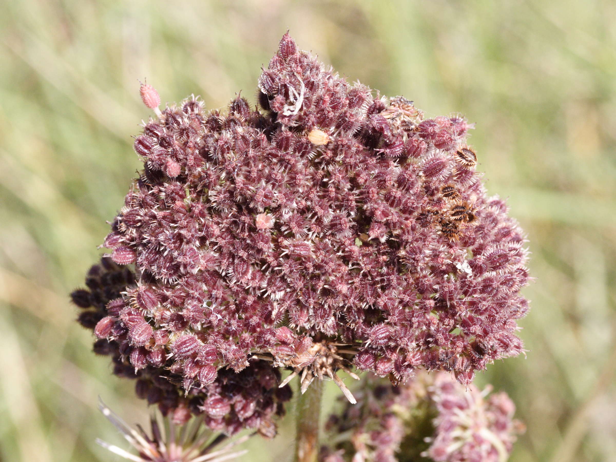 daucus_carota_gummifer6md