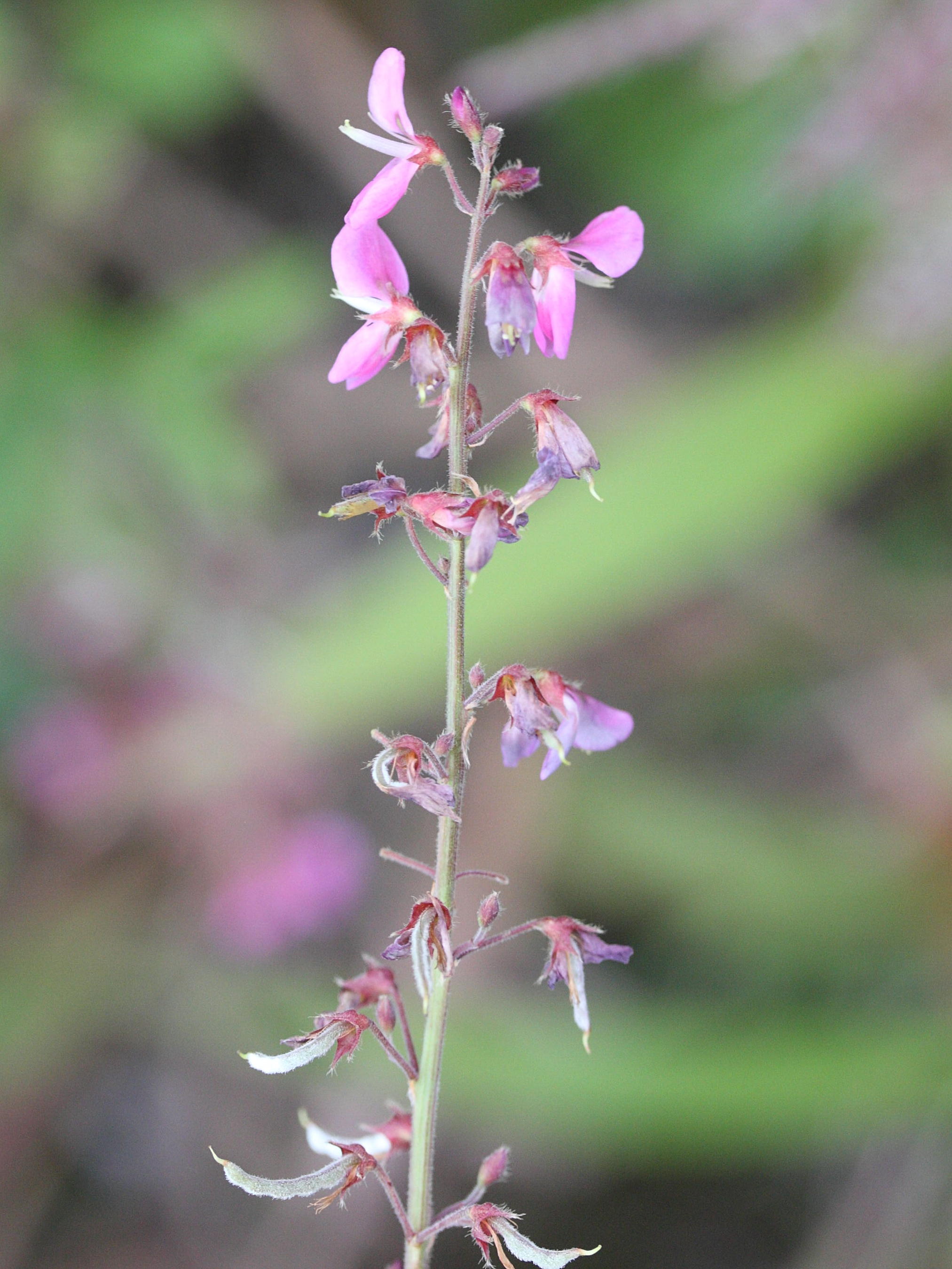 desmodium_incanum4md