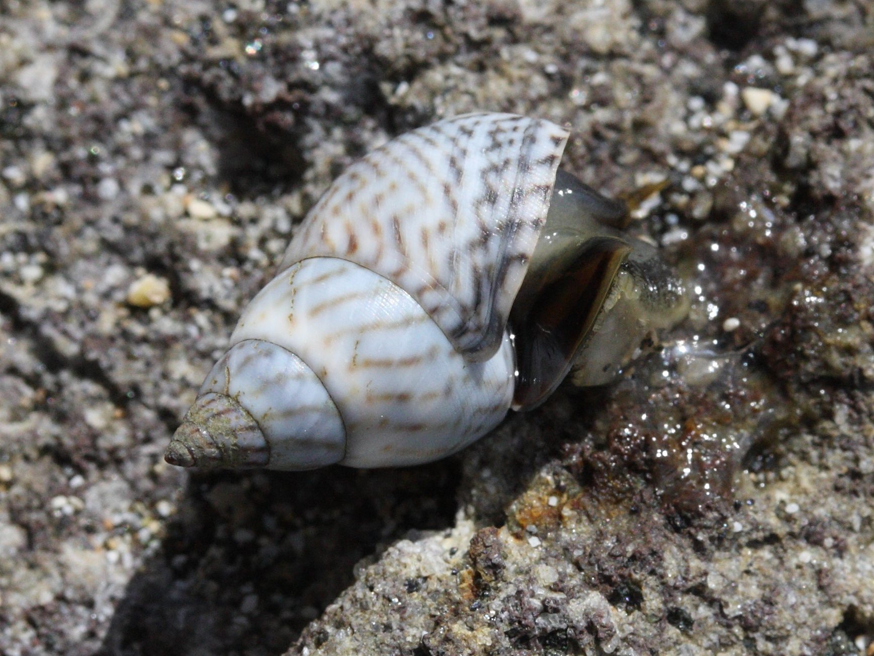 Afficher le média echinolittorina_ziczac1md echinolittorina_ziczac1md