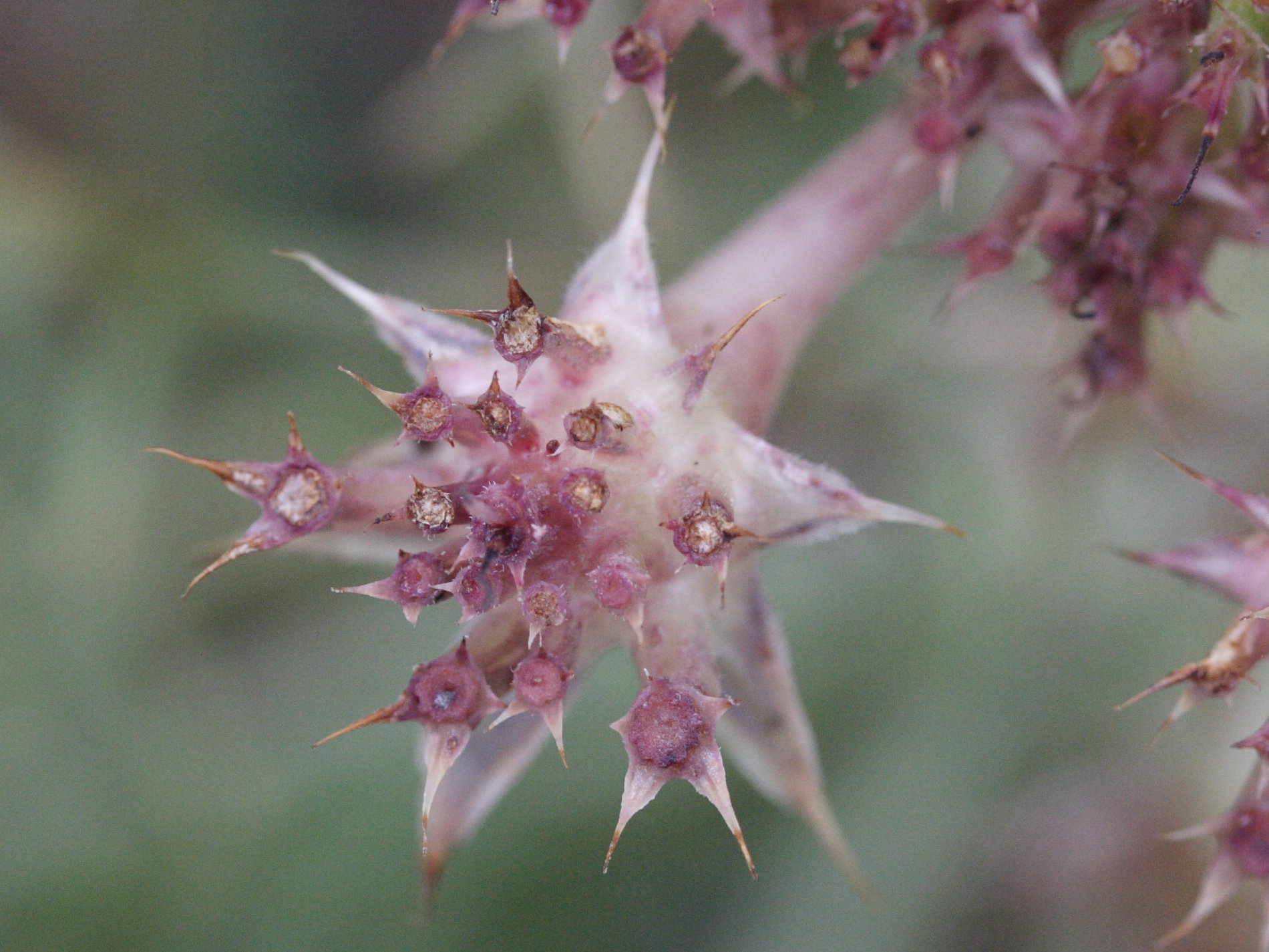 Afficher le média echinophora_spinosa6md echinophora_spinosa6md