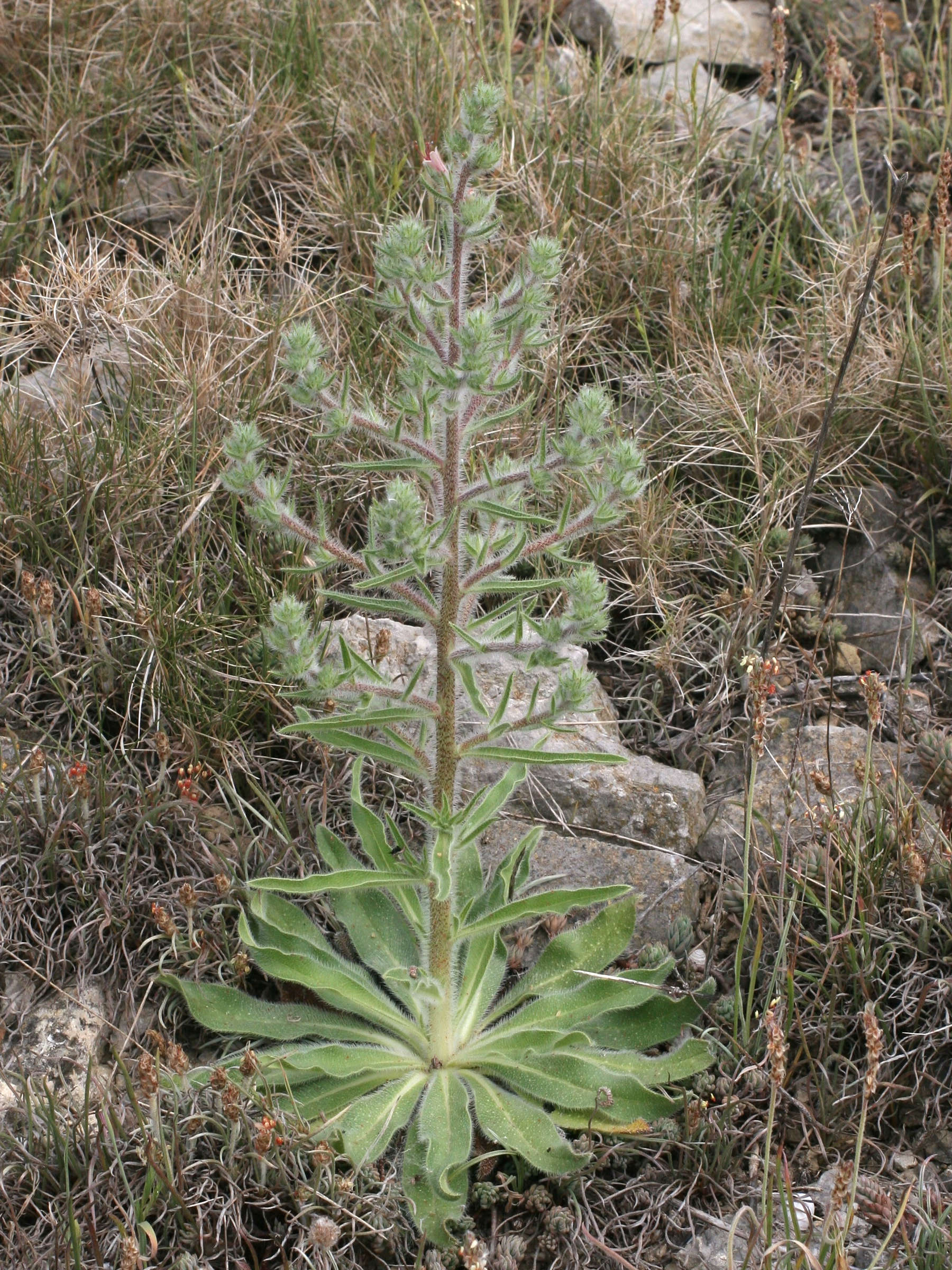Afficher le média echium_italicum1md echium_italicum1md