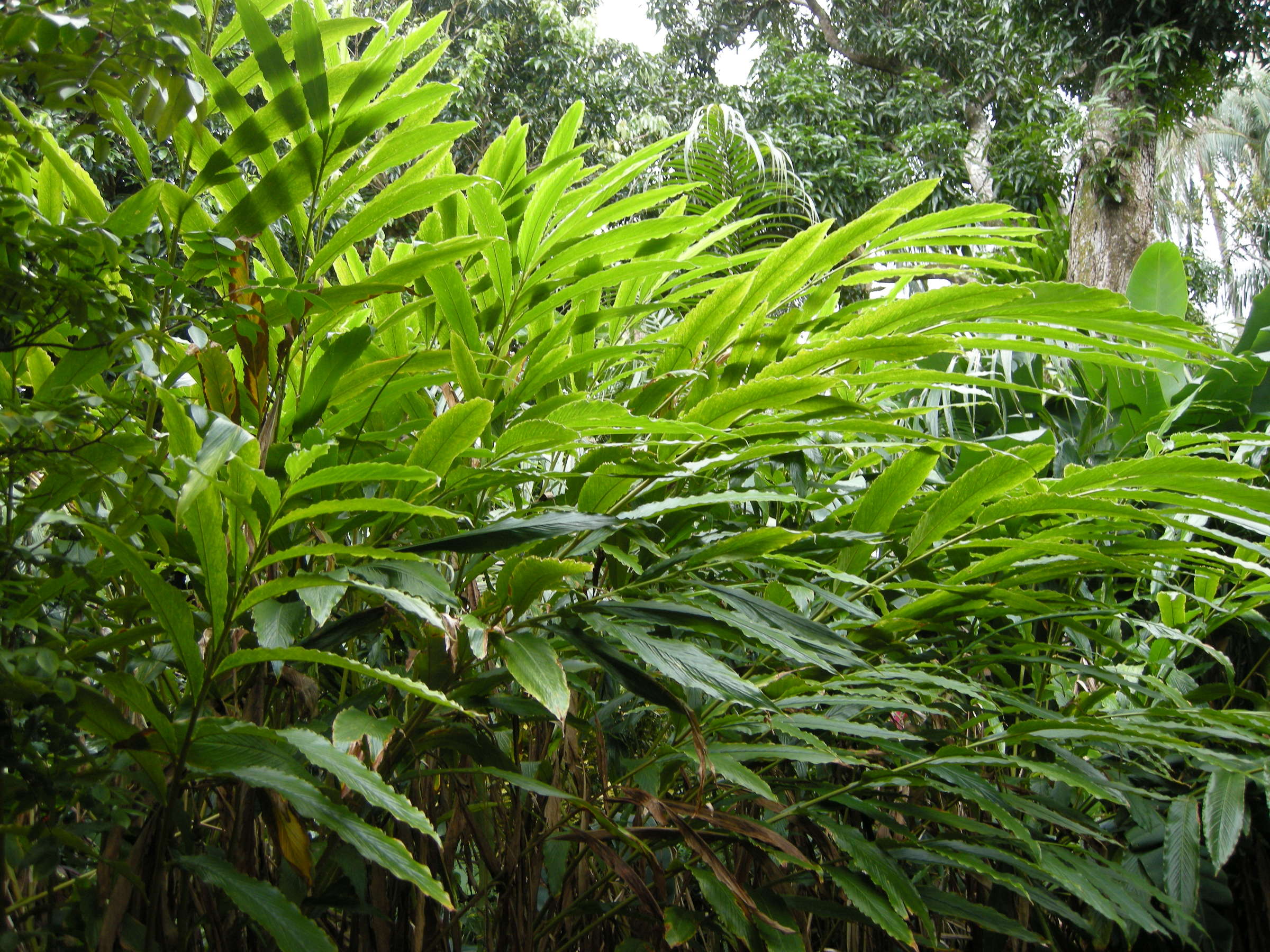 elettaria_cardamomum2md