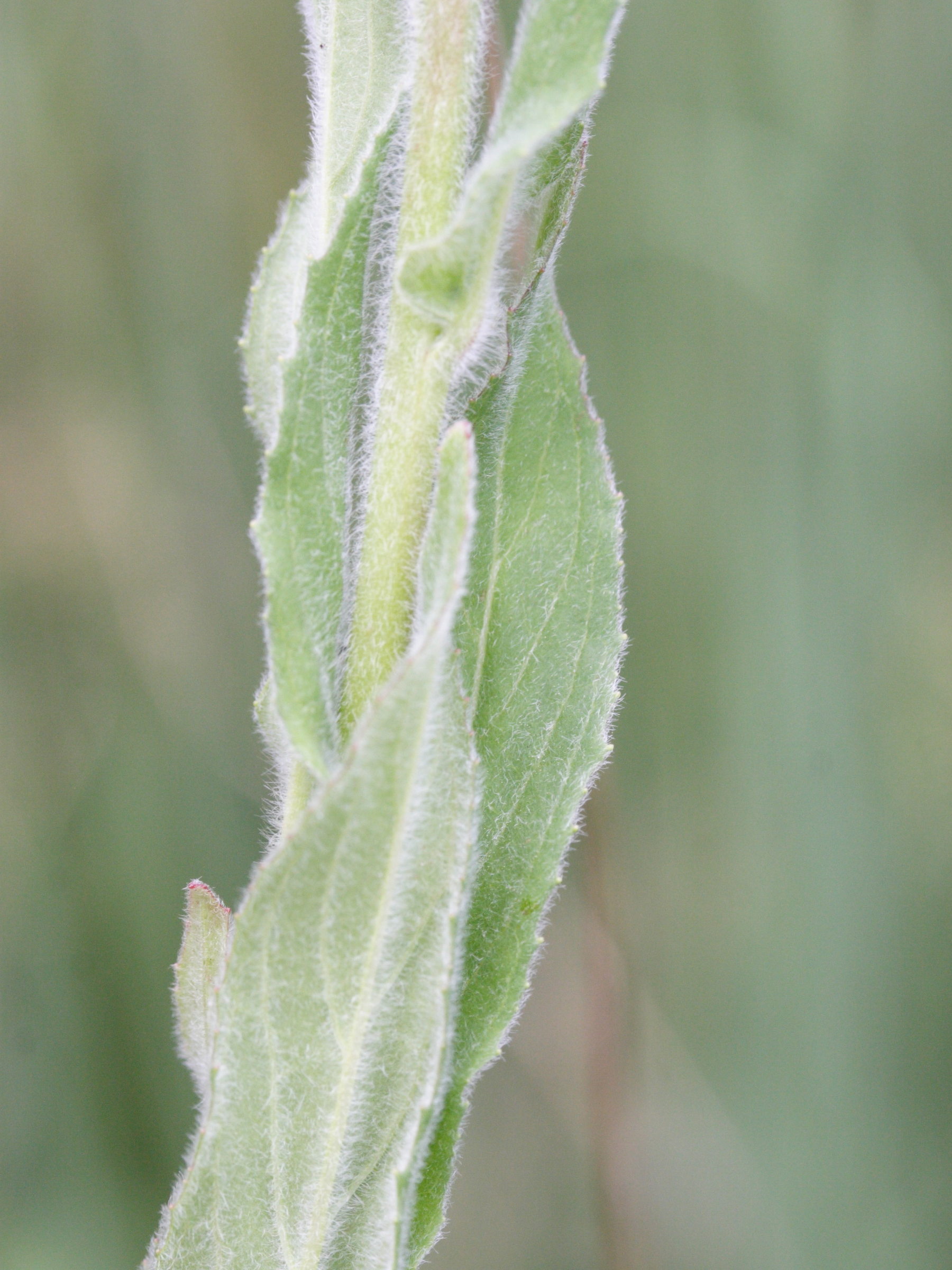 Afficher le média epilobium_parviflorum4md epilobium_parviflorum4md
