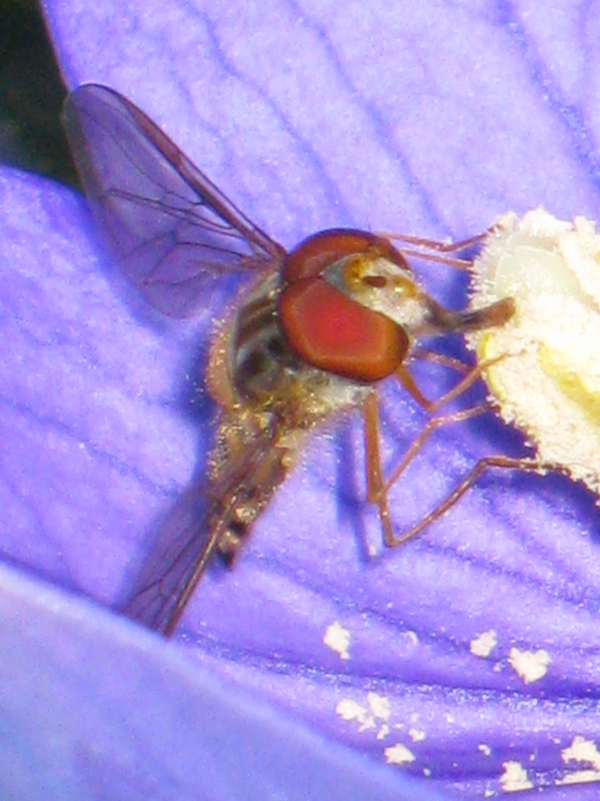 episyrphus_balteatus3mv