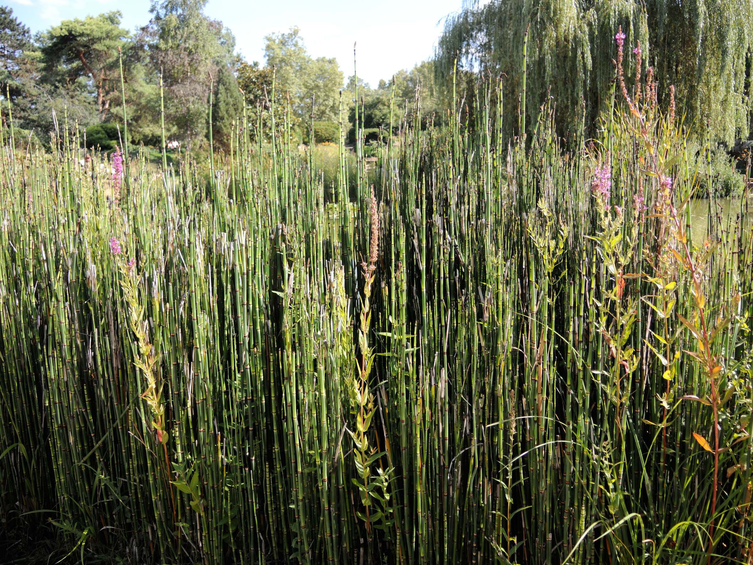 Equisetum_hyemale