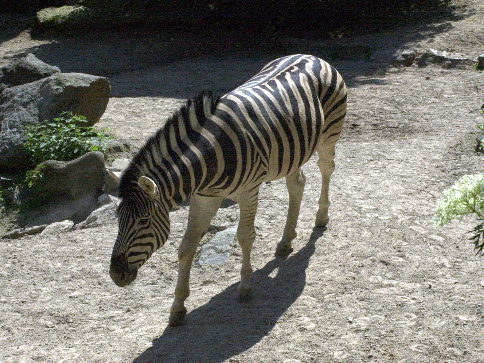Equus_quagga ssp. quagga
