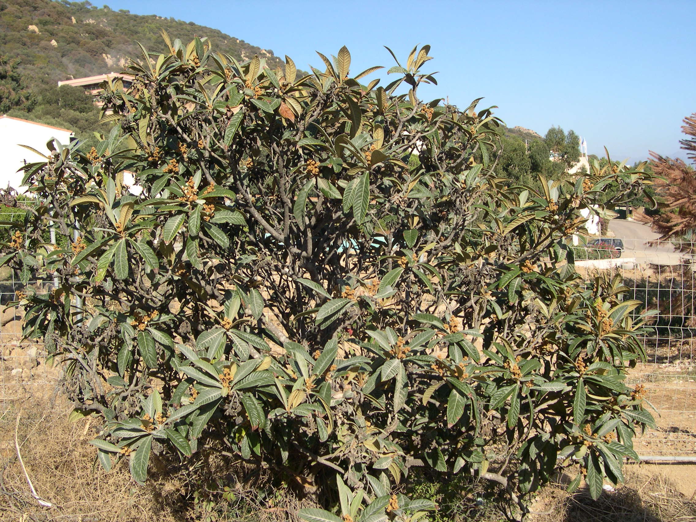 eriobotrya_japonica2md