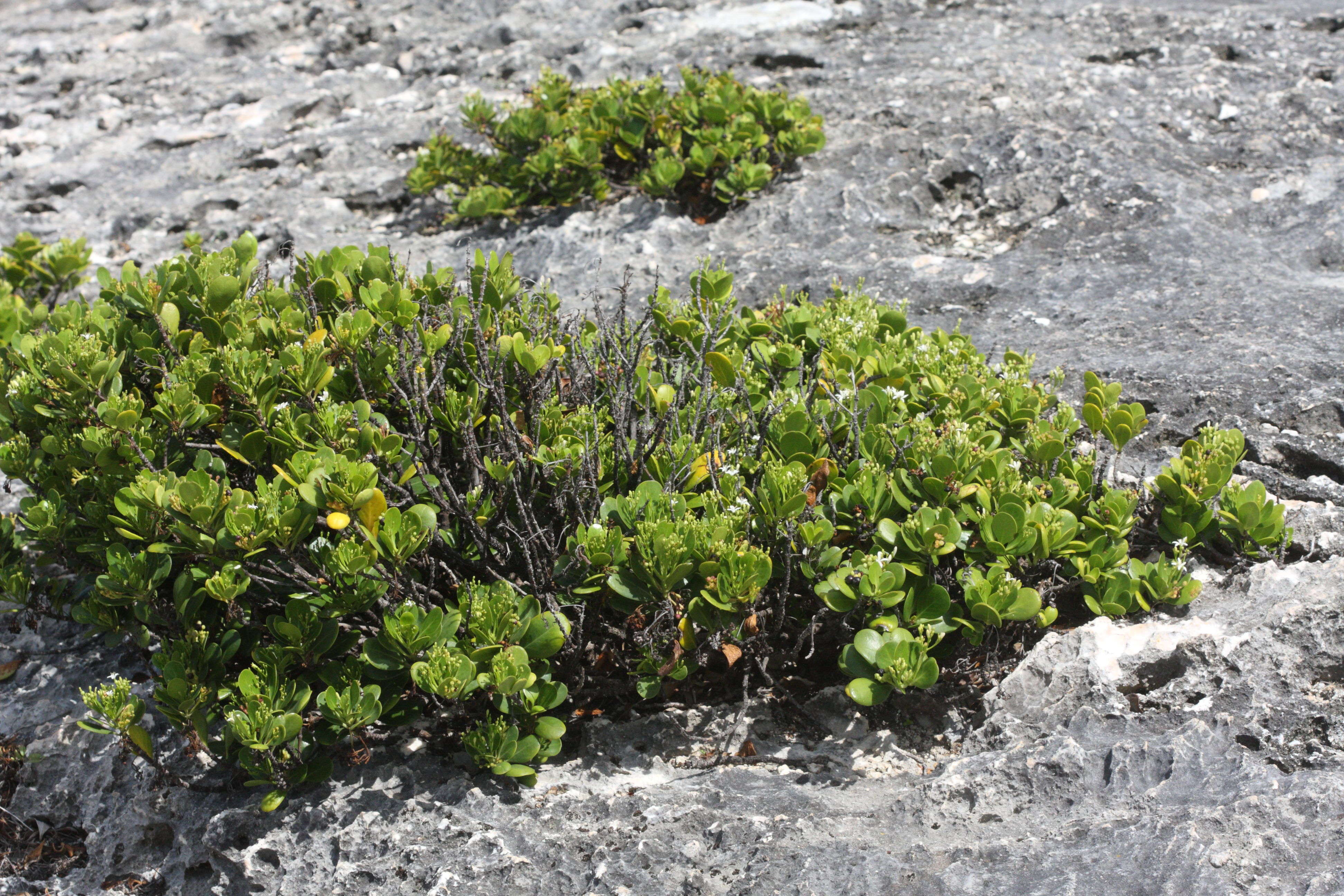 erithalis_odorifera4md