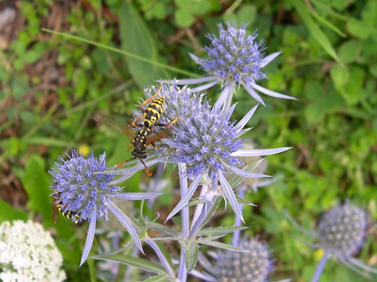 Afficher le média eryngium_bourgatii2md eryngium_bourgatii2md