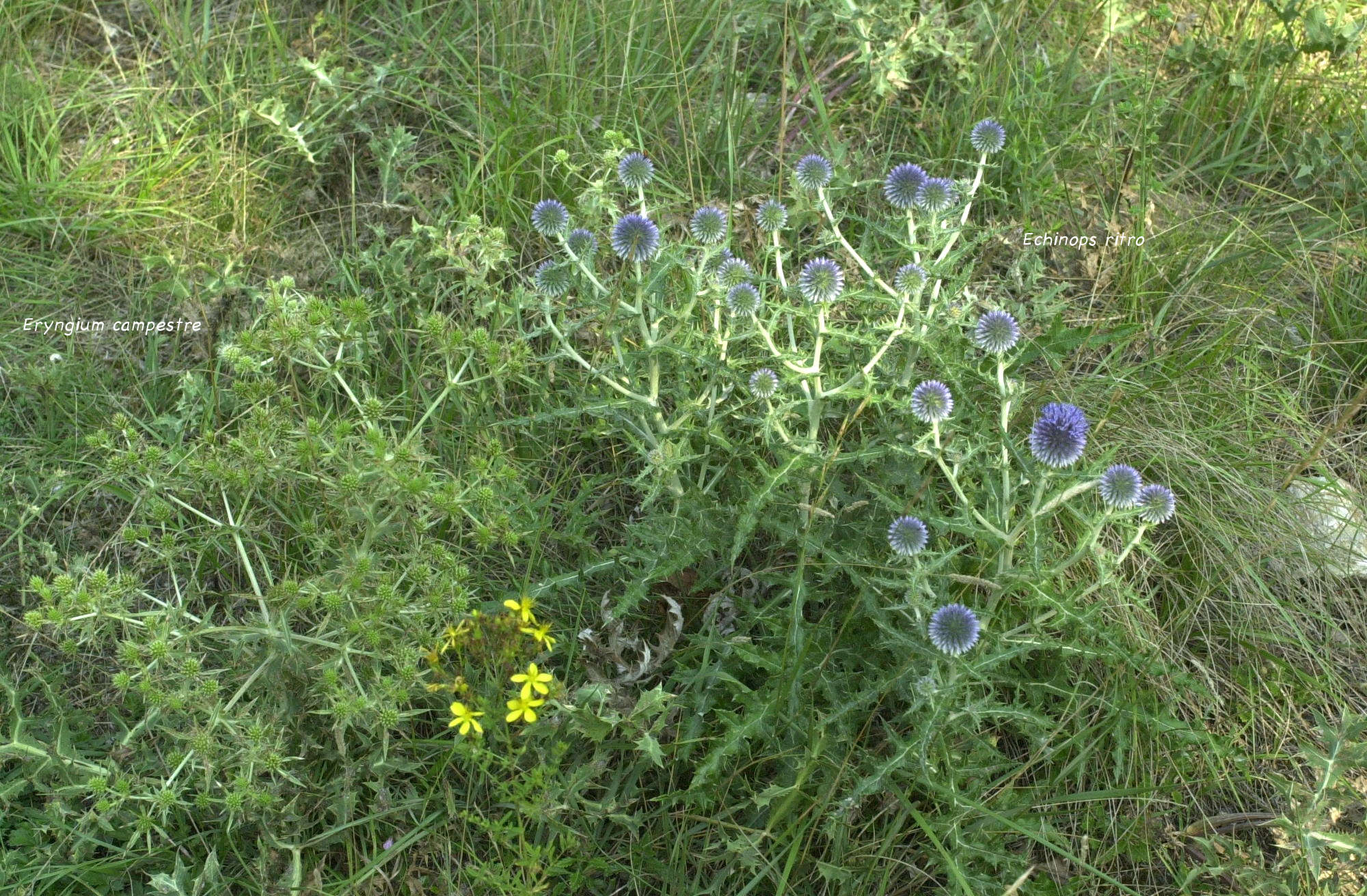 Afficher le média eryngium_campestre4md eryngium_campestre4md