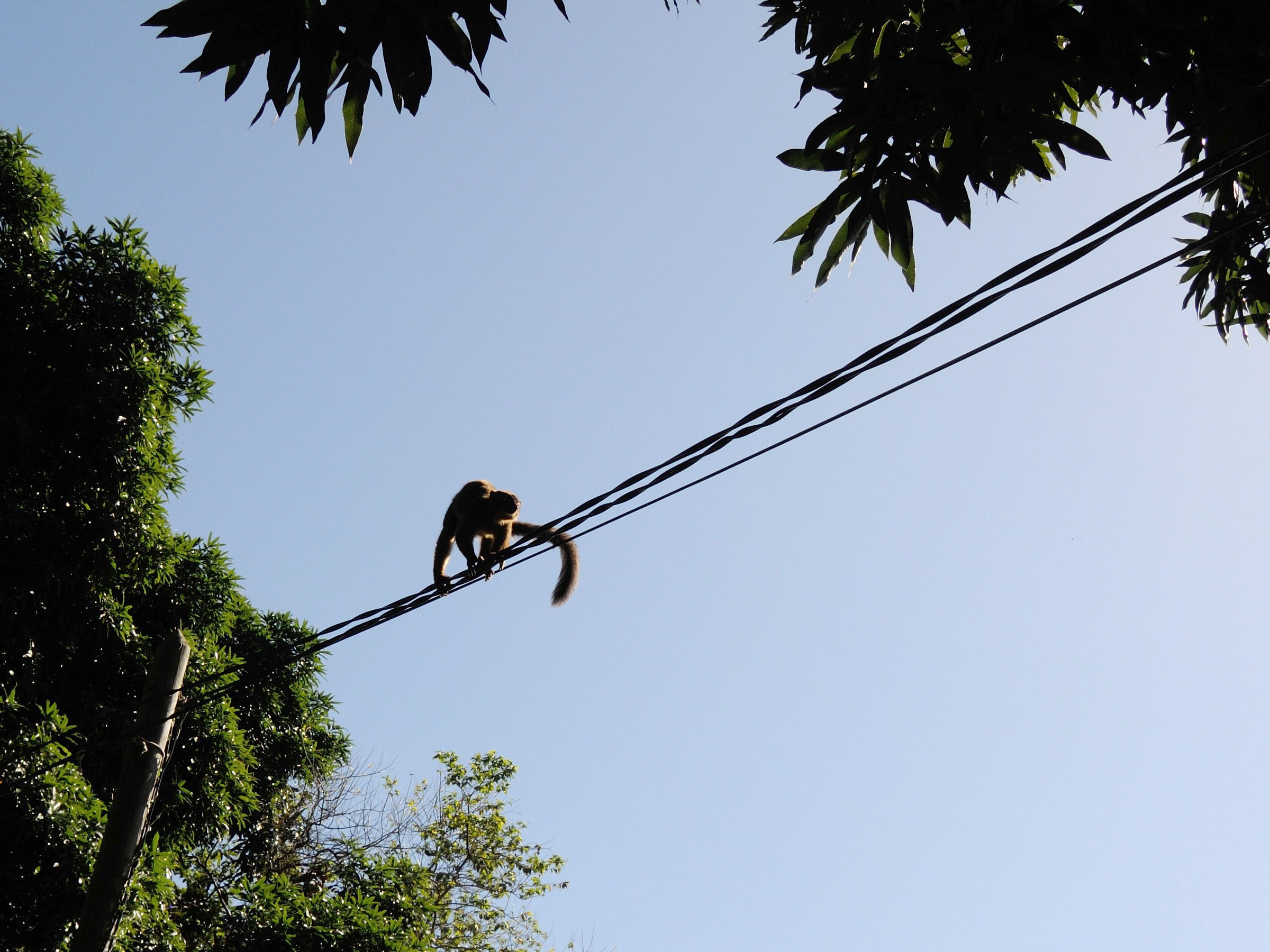 eulemur_fulvus_mayottensis7md