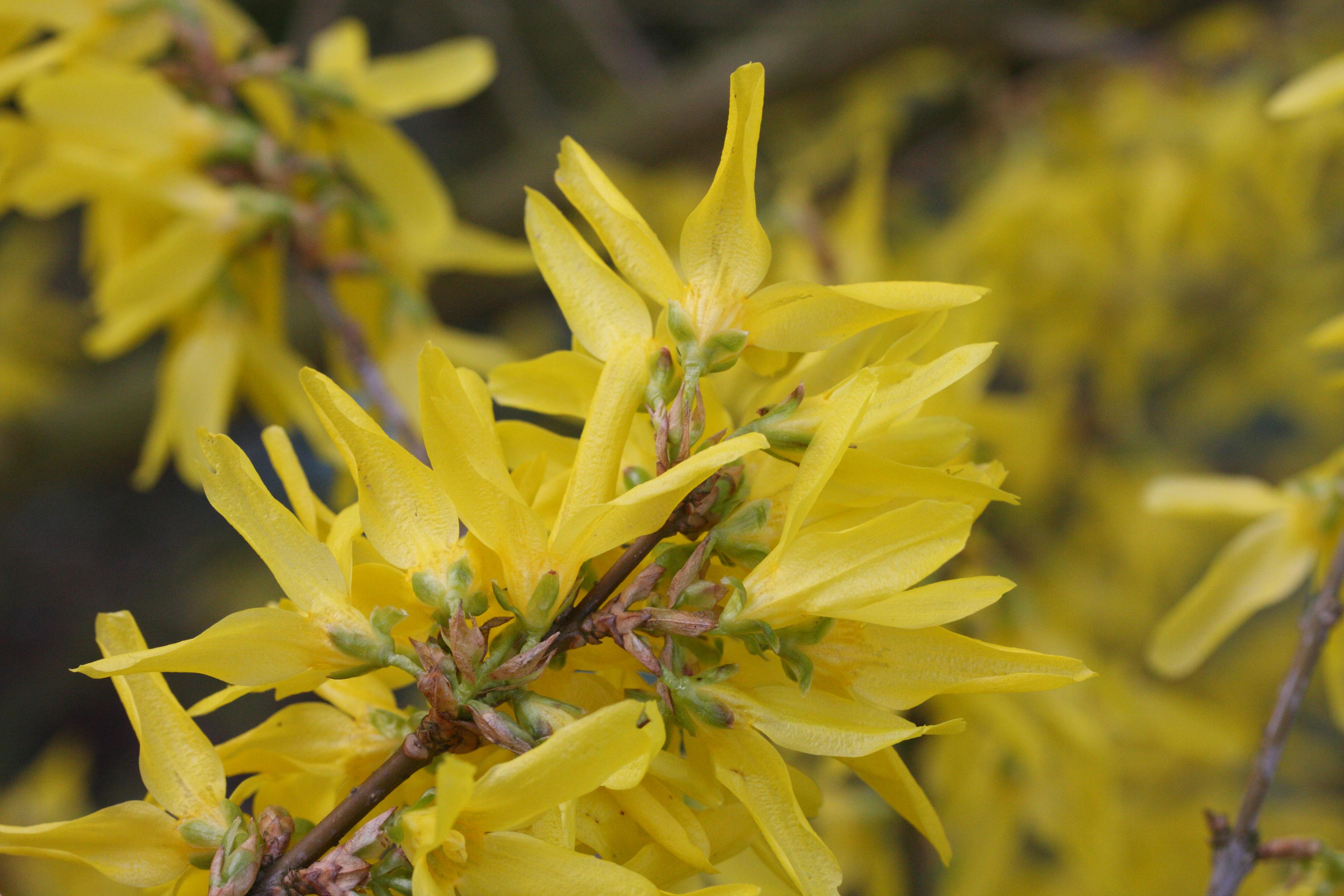 forsythia_viridissima7md